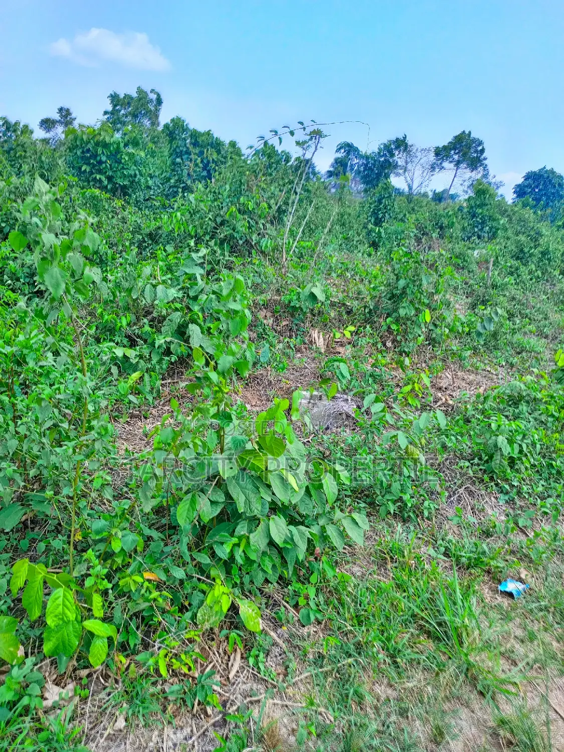 Farmland for Sale in Owode via Interchange by Isiun Junction in Obafemi-Owode