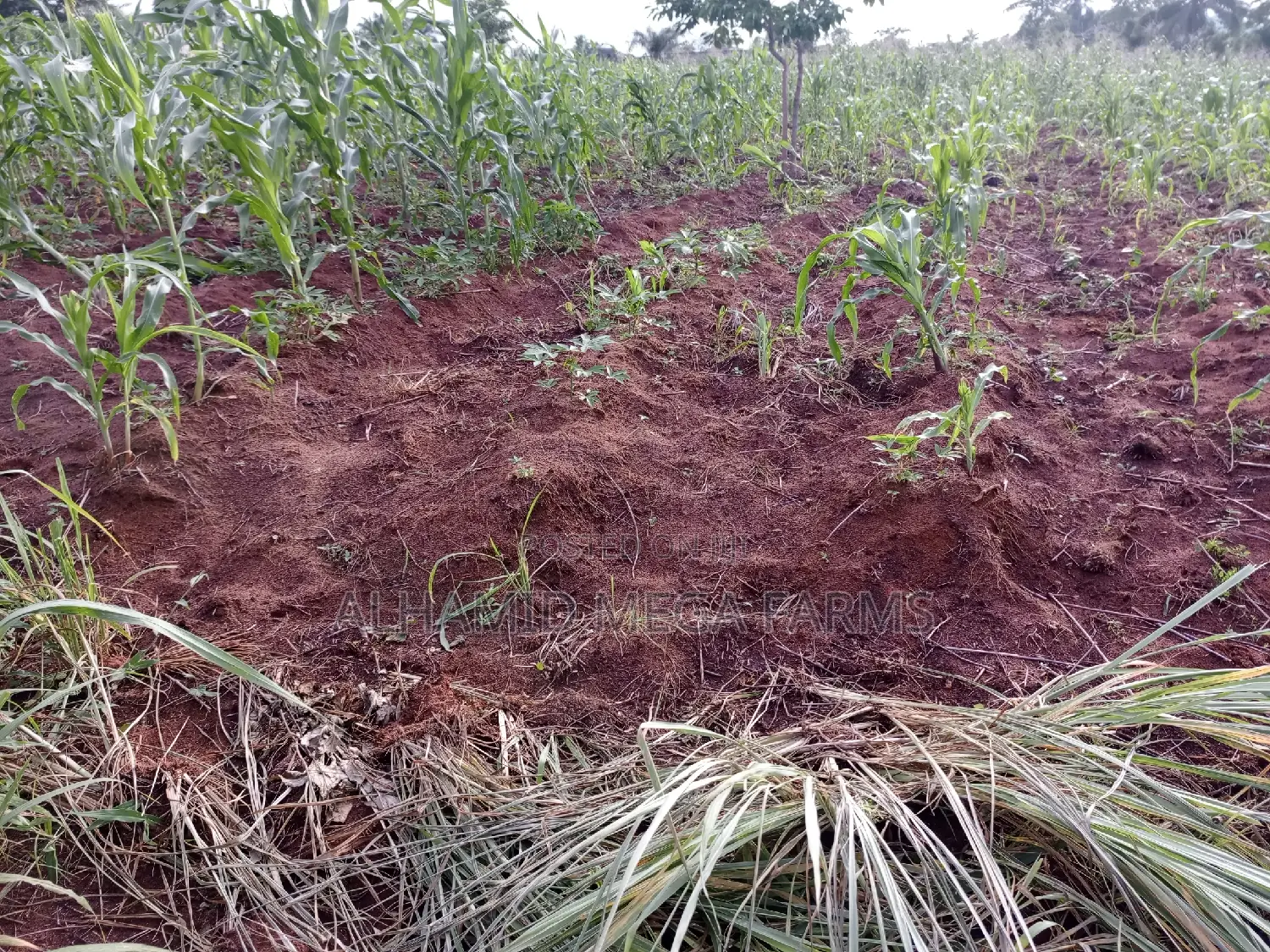 2573 Acres of Farmland for Sale at 600,000 Per Acre in Obafemi-Owode