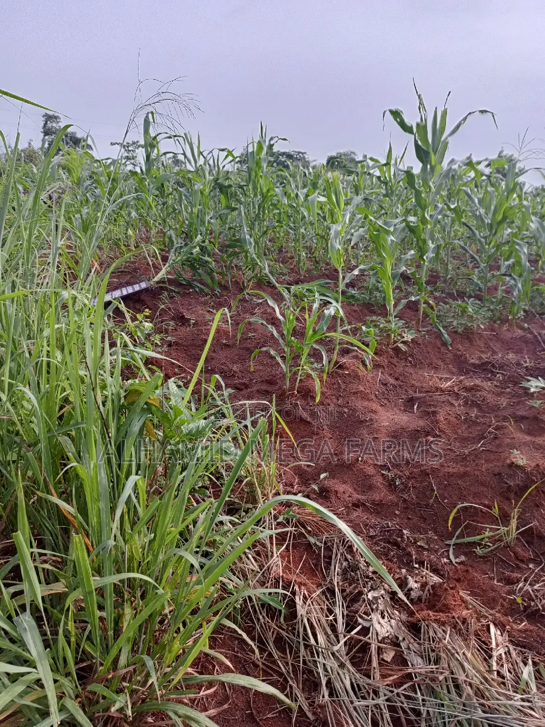 2573 Acres of Farmland for Sale at 600,000 Per Acre in Obafemi-Owode
