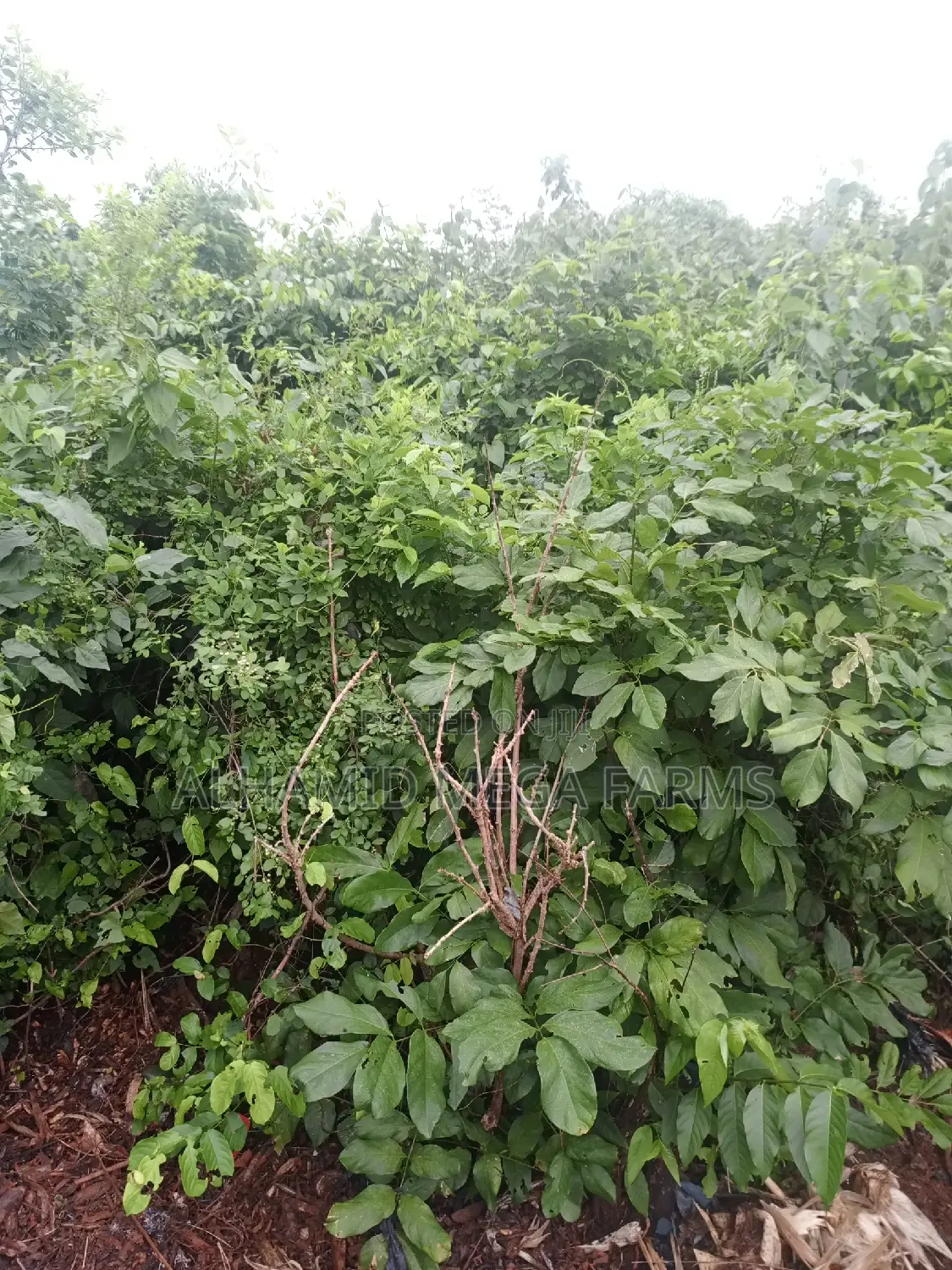 200 Acres of Farmland for Sale at 450,000 Per Acre in Odeda