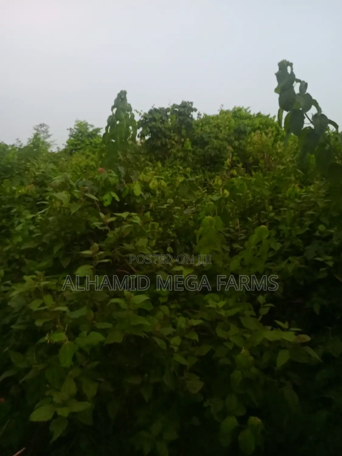200 Acres of Farmland for Sale at 450,000 Per Acre in Odeda