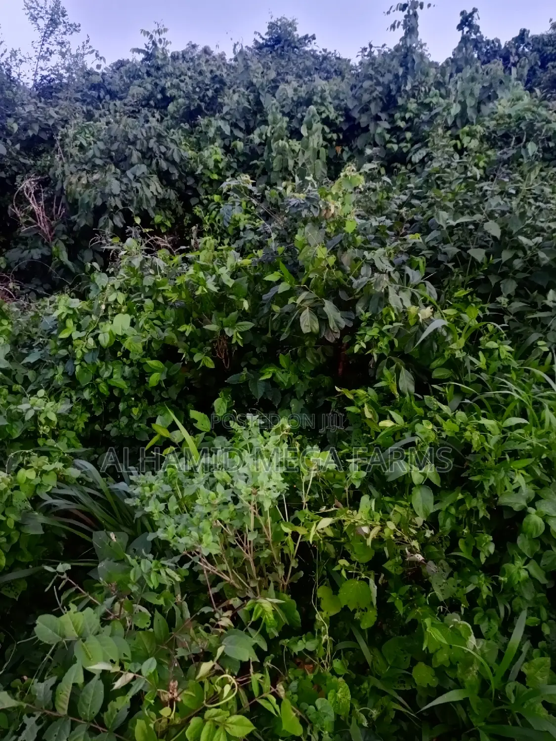 200 Acres of Farmland for Sale at 450,000 Per Acre in Odeda