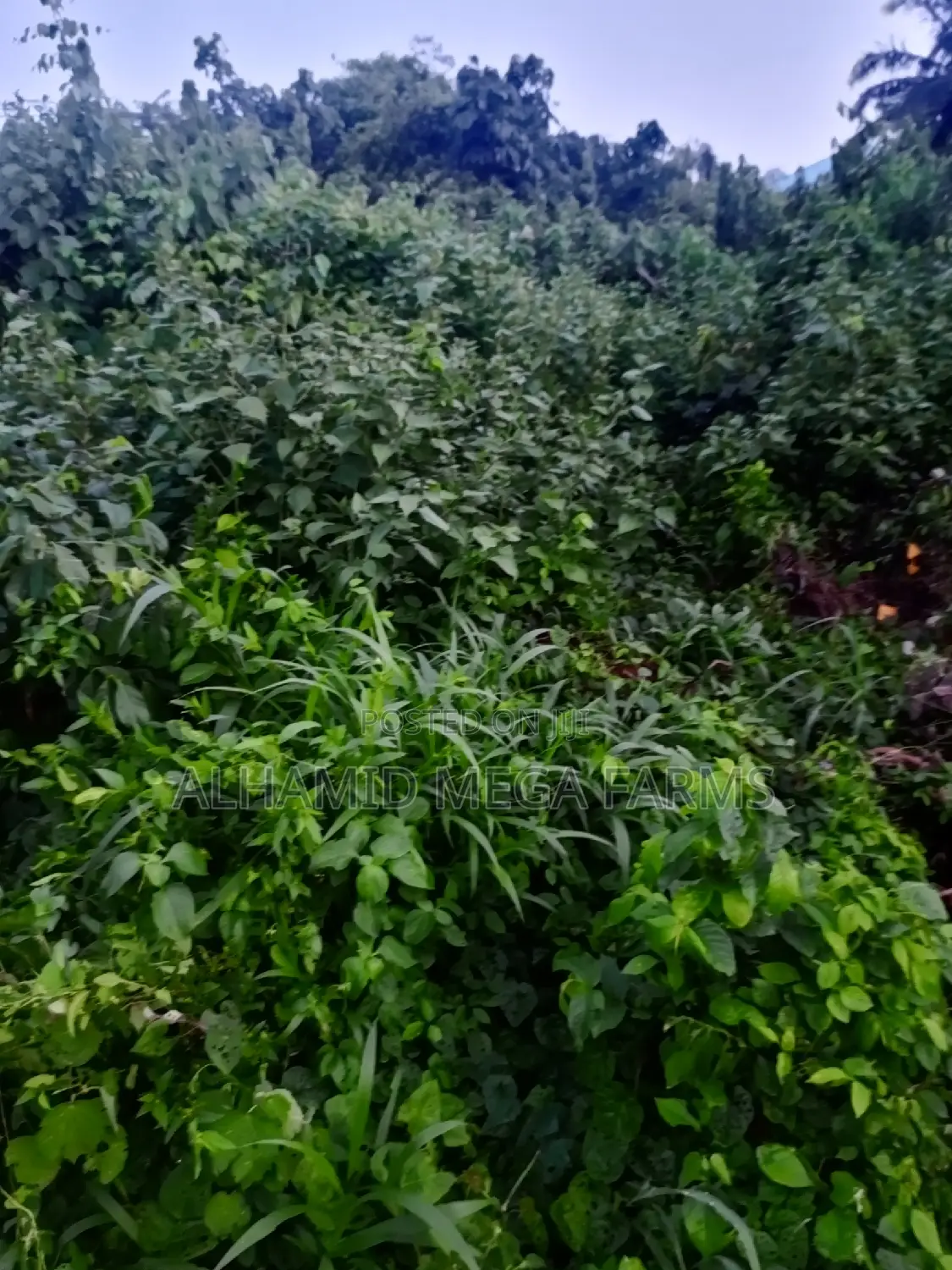 777.3 Acres of Farmland for Sale at 500,000 Per Acre in Ayetoro