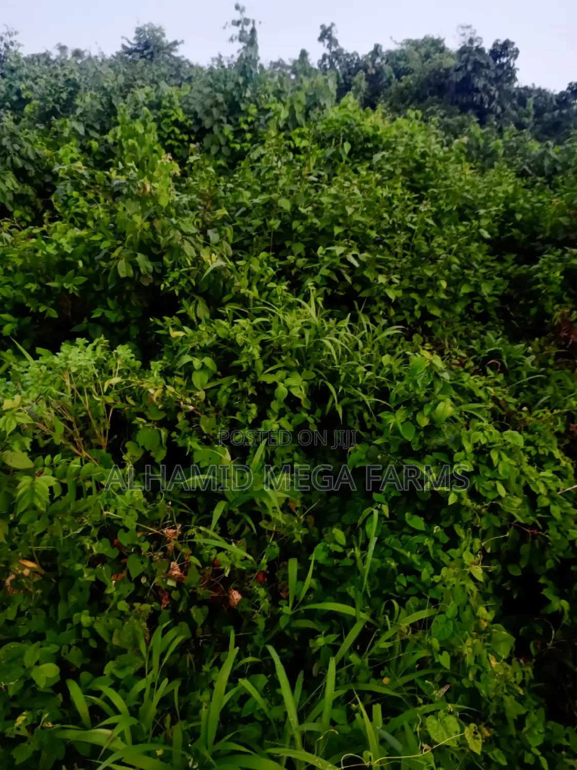 777.3 Acres of Farmland for Sale at 500,000 Per Acre in Ayetoro