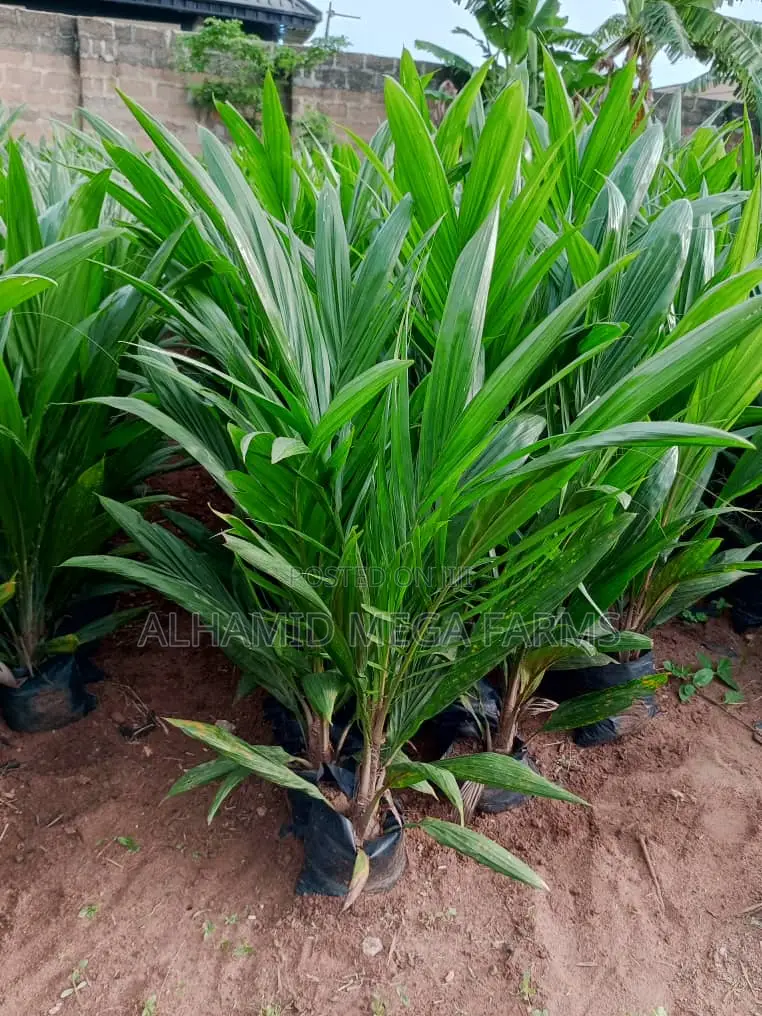 8000 Acres of Farmland for Sale at 600,000 Per Acre in Ayetoro