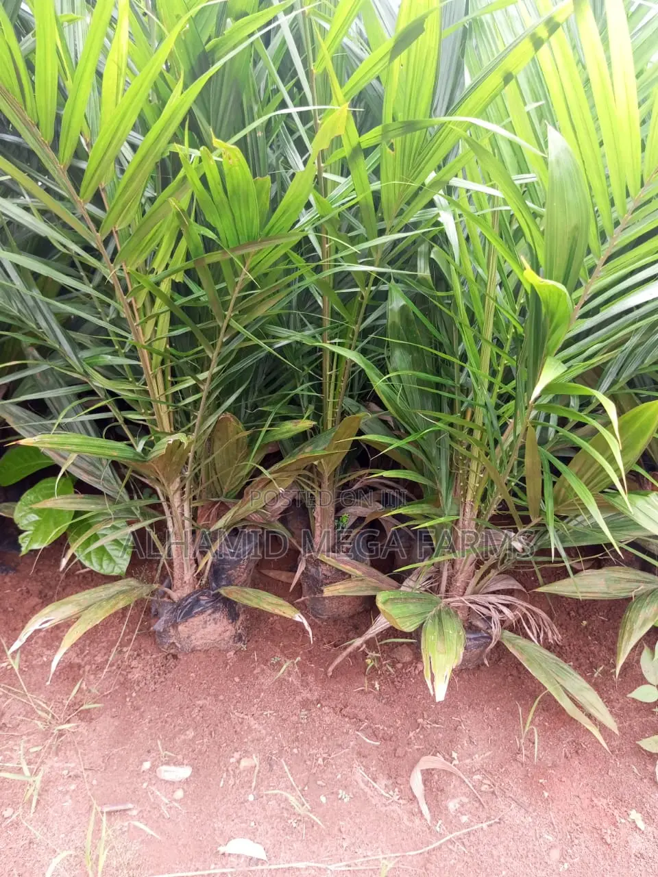 8000 Acres of Farmland for Sale at 600,000 Per Acre in Ayetoro