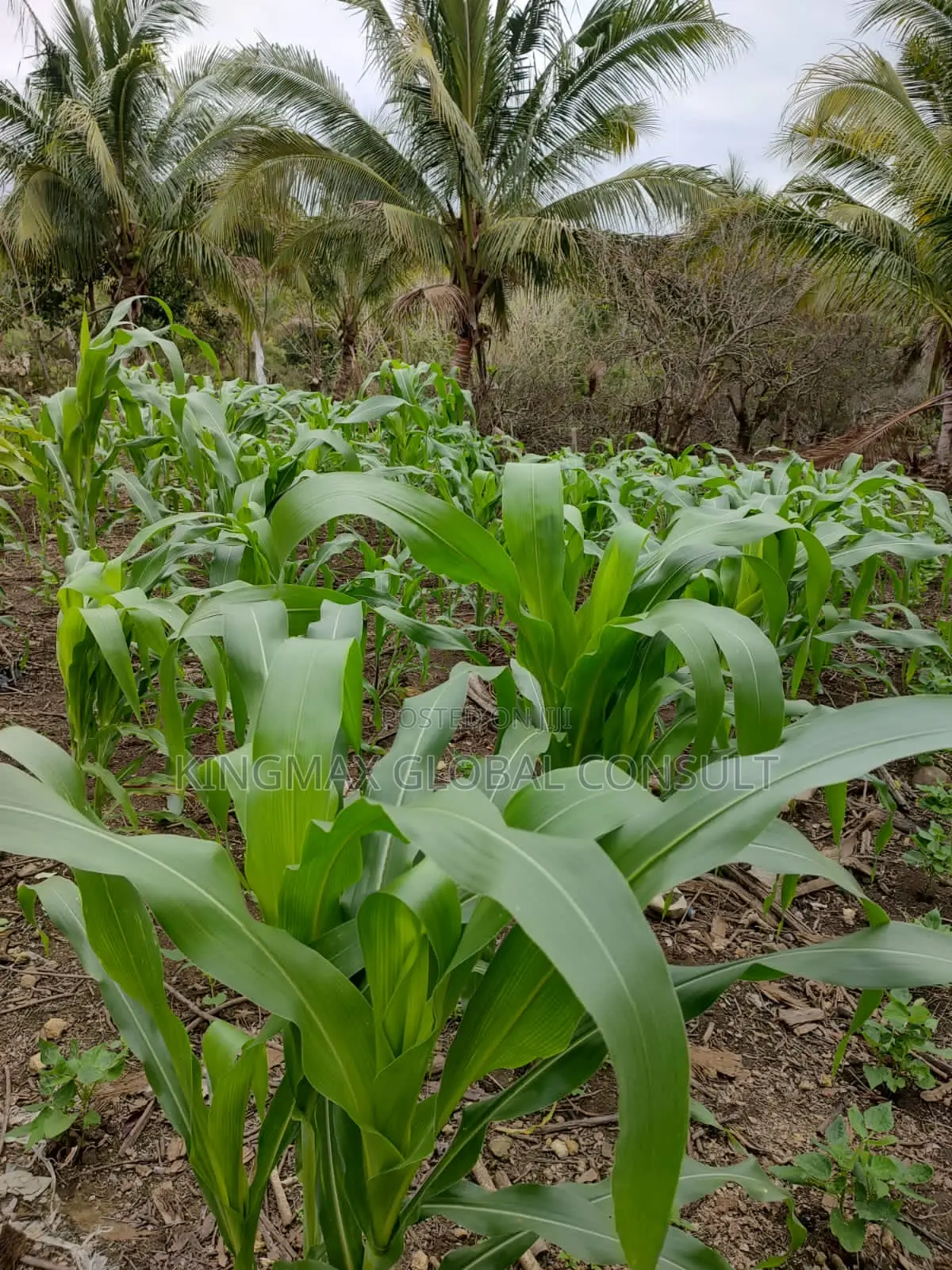 Residential Land for Sale in Maitama