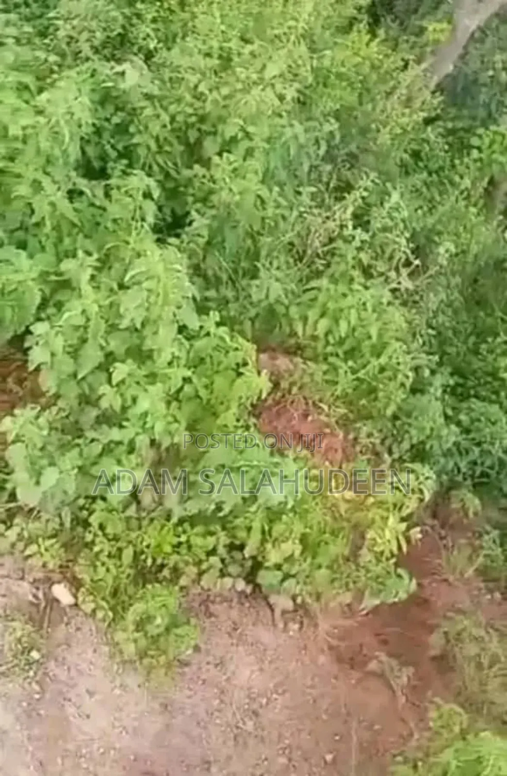 Residential Plot in Jahi in Jahi