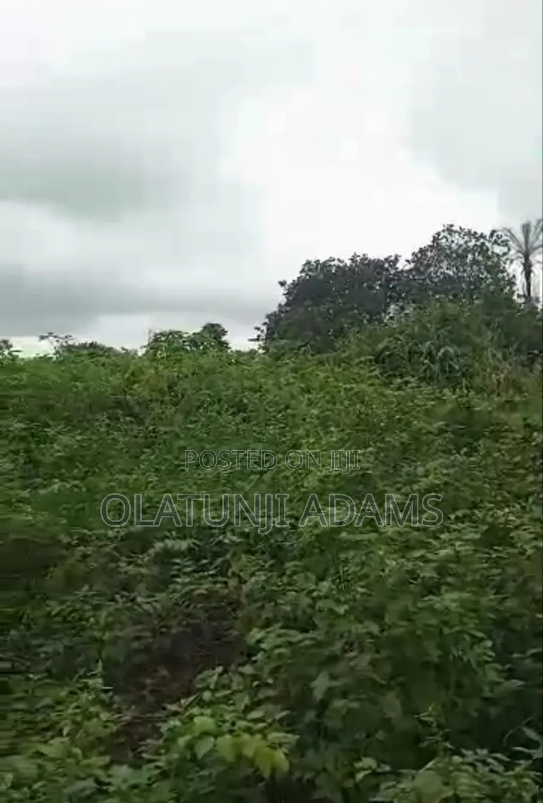 For Sale 60acres of Farmland at Igbajo Town in Osogbo