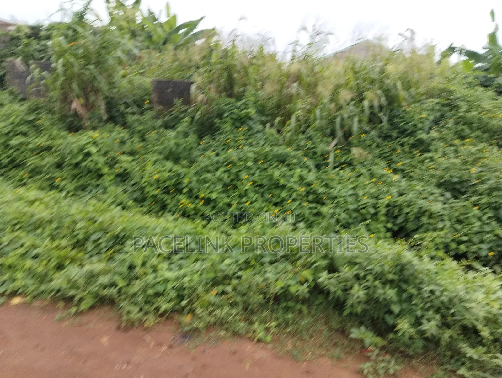 Half Plot of Land in a Very Decent Area Dry Land in Ayobo