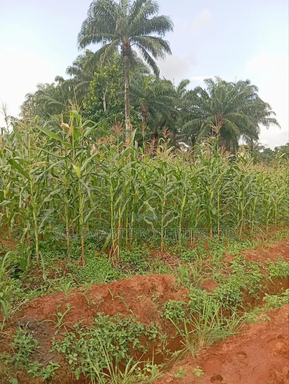 Almost 2 Plots of Land for Sale Nibo/Nise Boundary in Awka