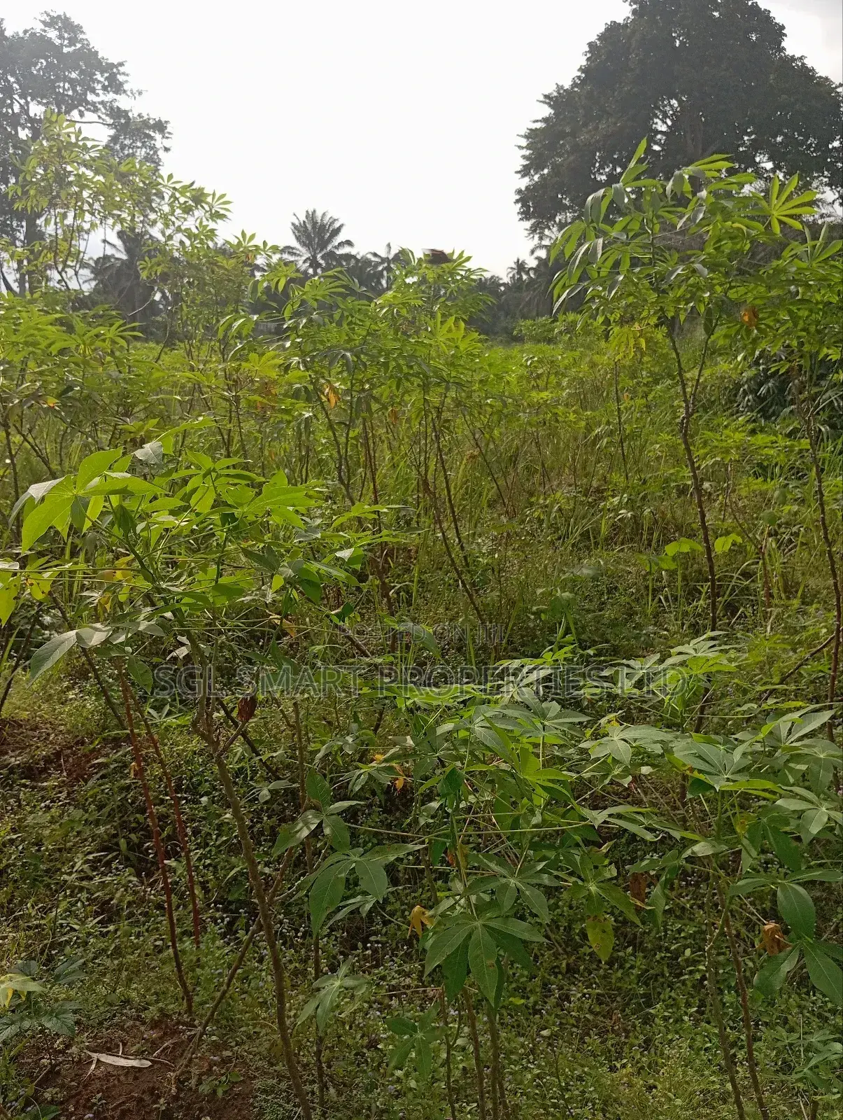 1 and Half Plots for Sale at Umuazu Nibo/Nise in Awka