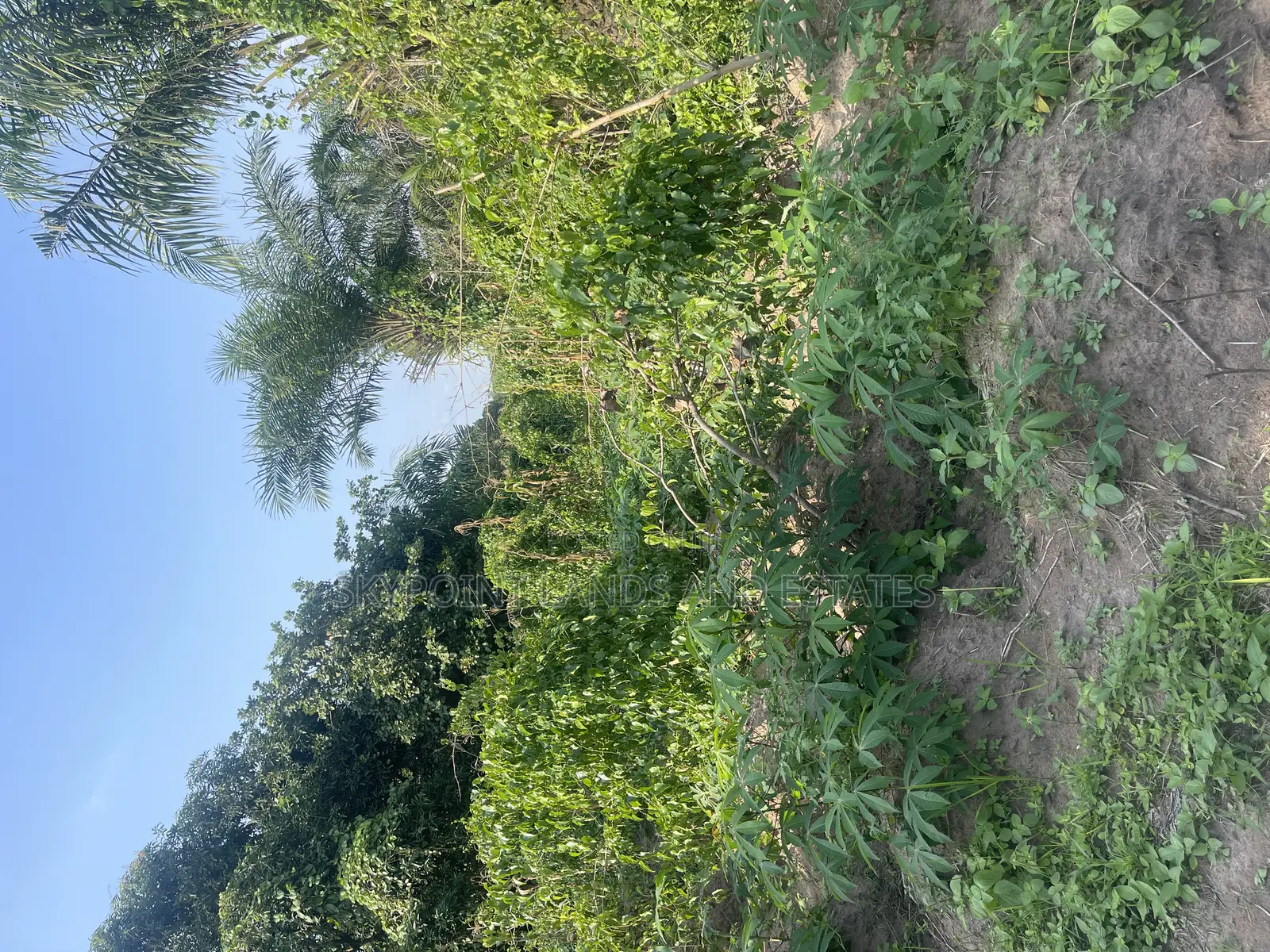 70 Acres of Land for Sale at Km13 Off Iseyin/Ibadan in Iseyin