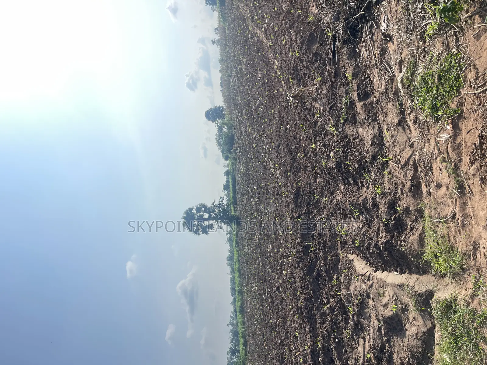 200 Acres of Farmland at Okaka, Itesiwaju LGA in Itesiwaju