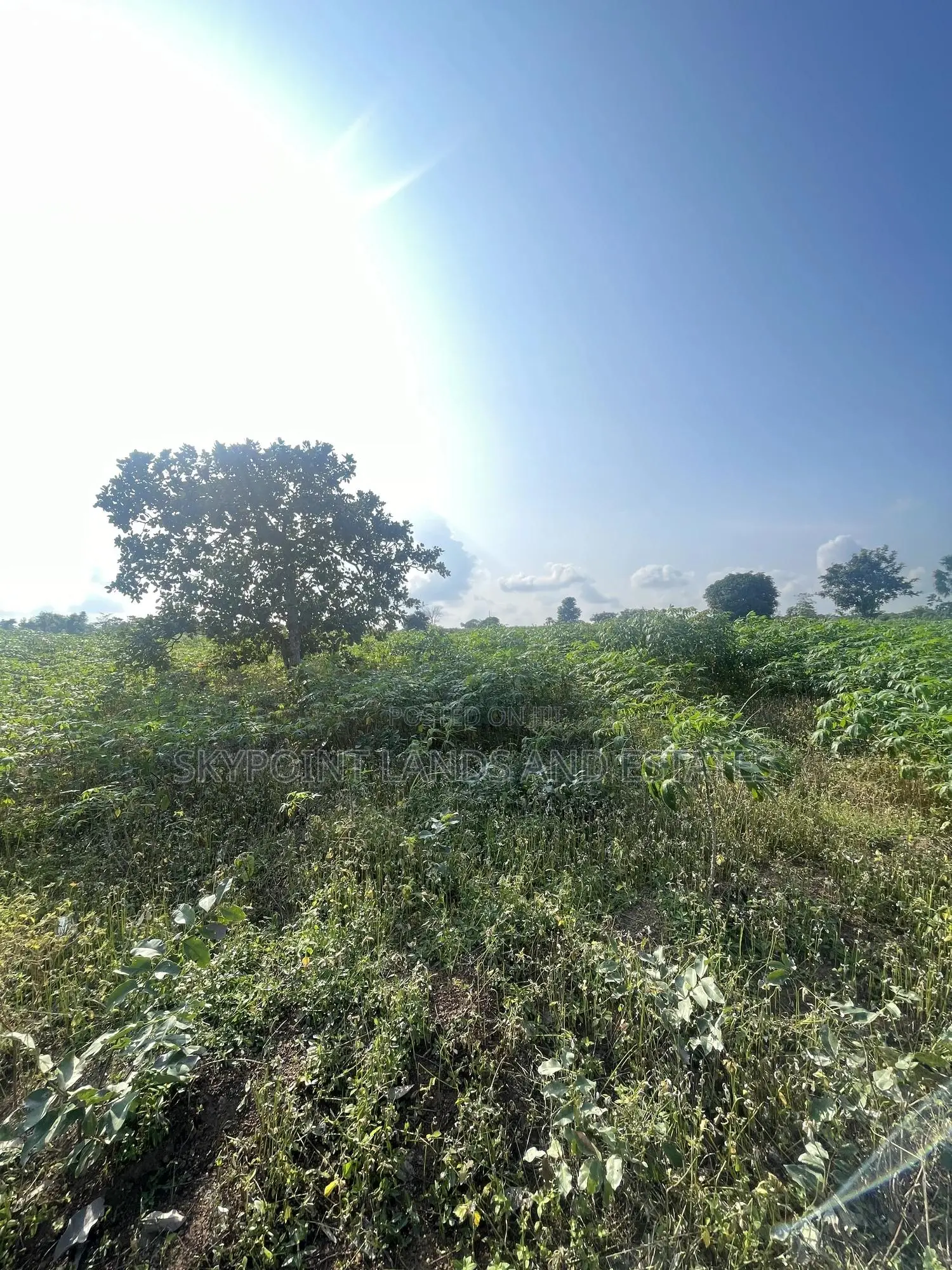 2,000 Acres of Land for Sale at Komu,Itesiwaju Lga Oyo State in Itesiwaju
