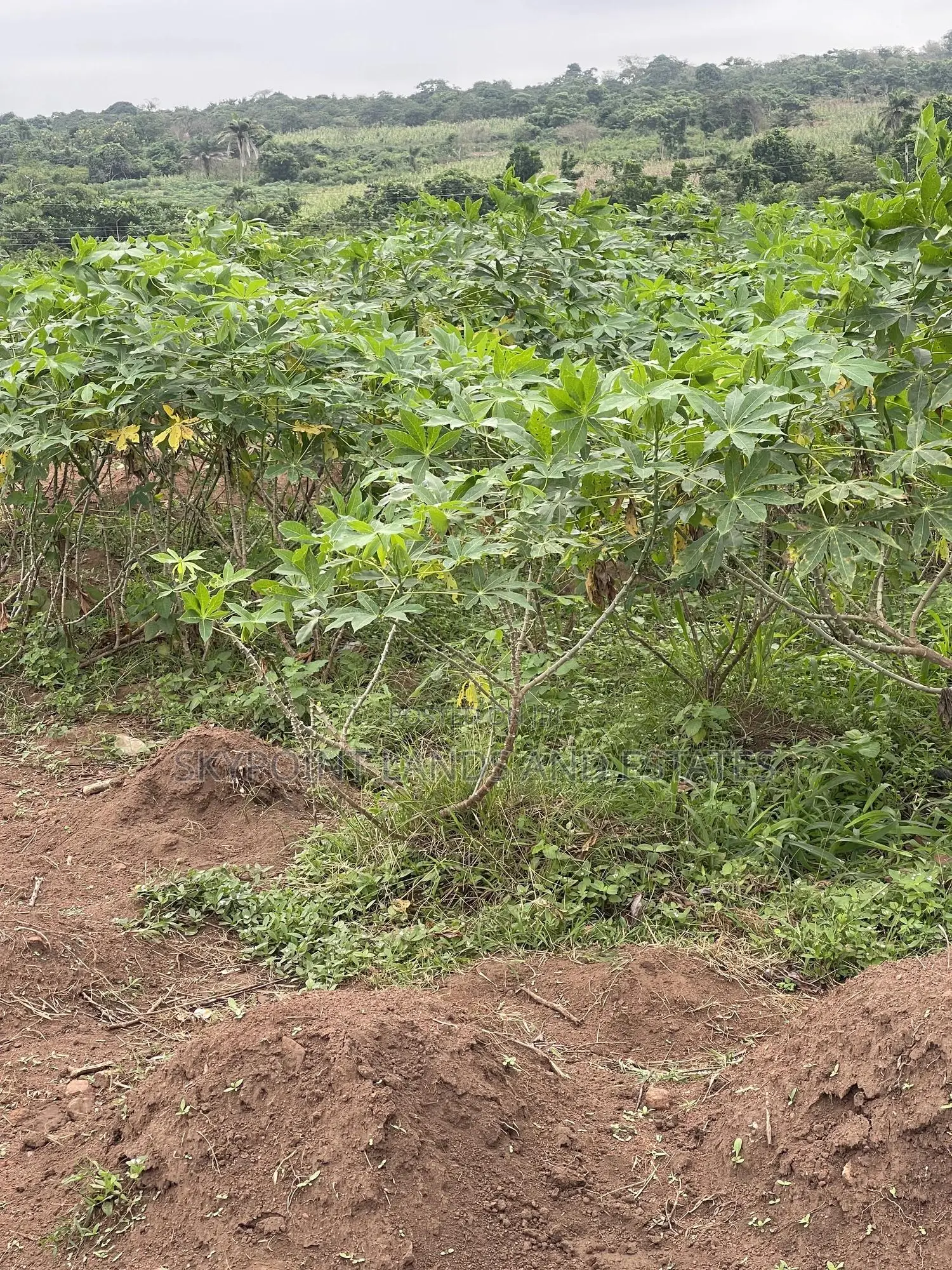50 Acres of Farmland Off Iseyin to Ogbomoso Road in Iseyin