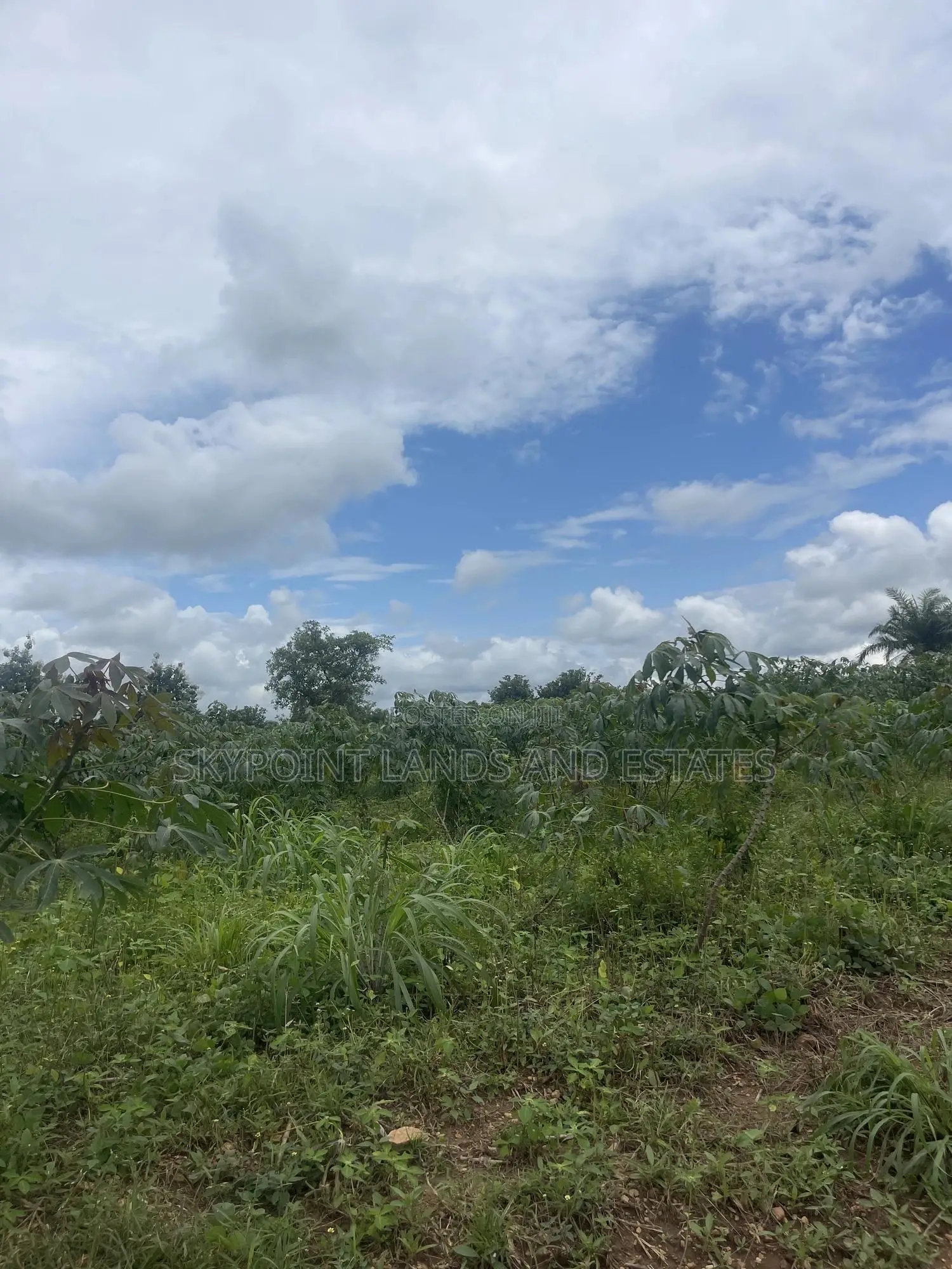 50 Acres of Farmland Off Iseyin to Ogbomoso Road in Iseyin