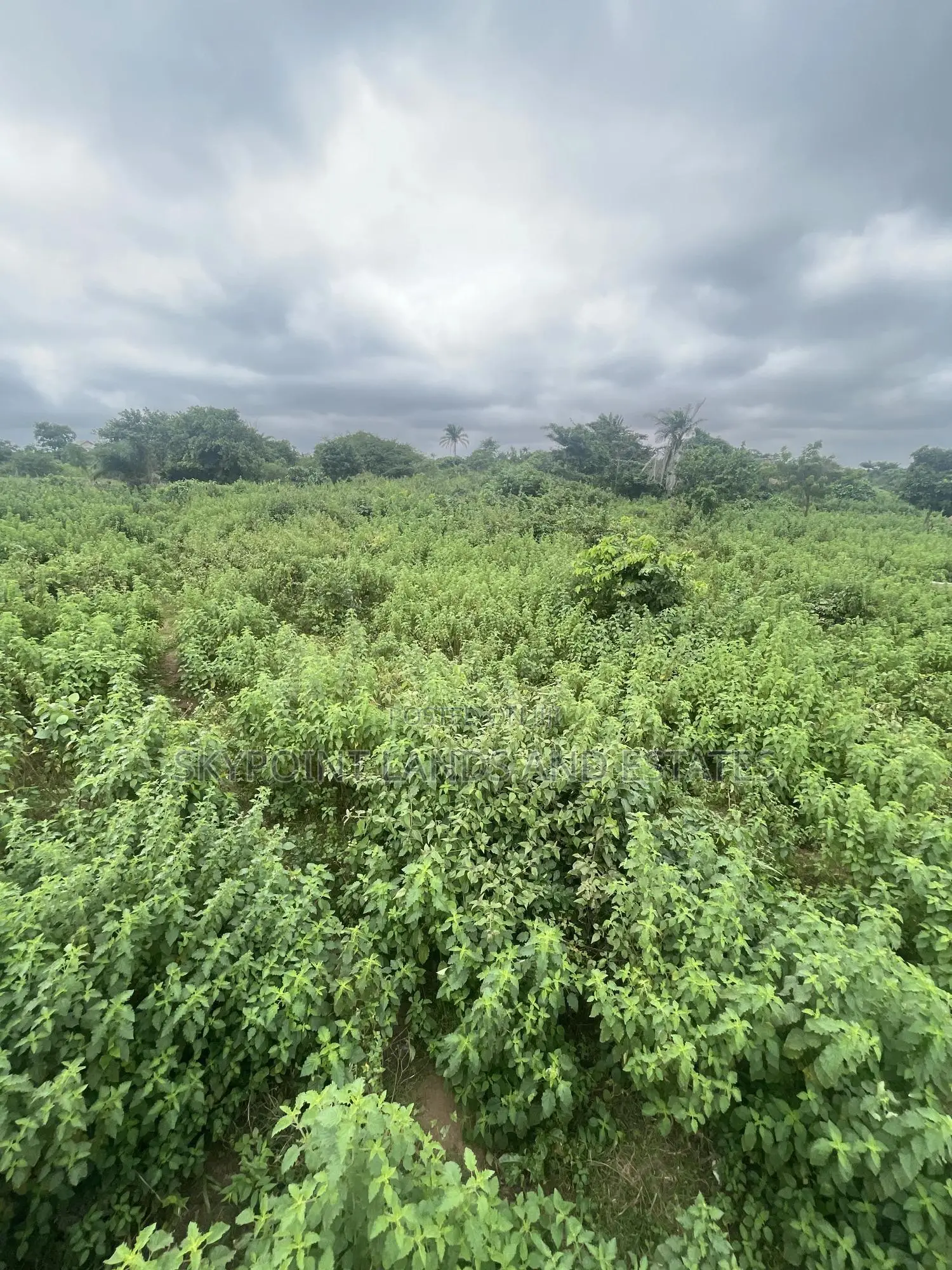2,000 Acres of Land With Survey Plan at Komu, Itesiwaju Lga in Itesiwaju