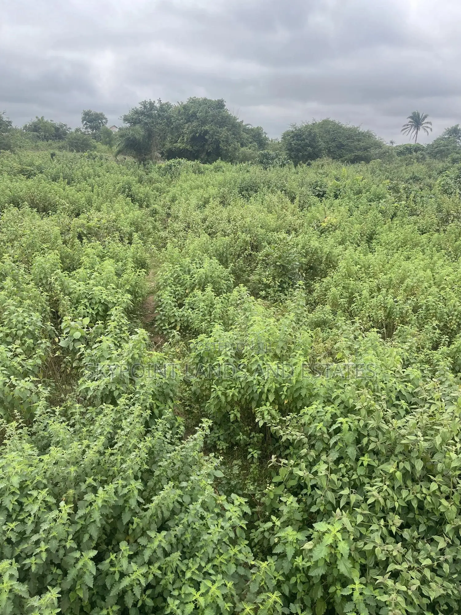 2,000 Acres of Land With Survey Plan at Komu, Itesiwaju Lga in Itesiwaju