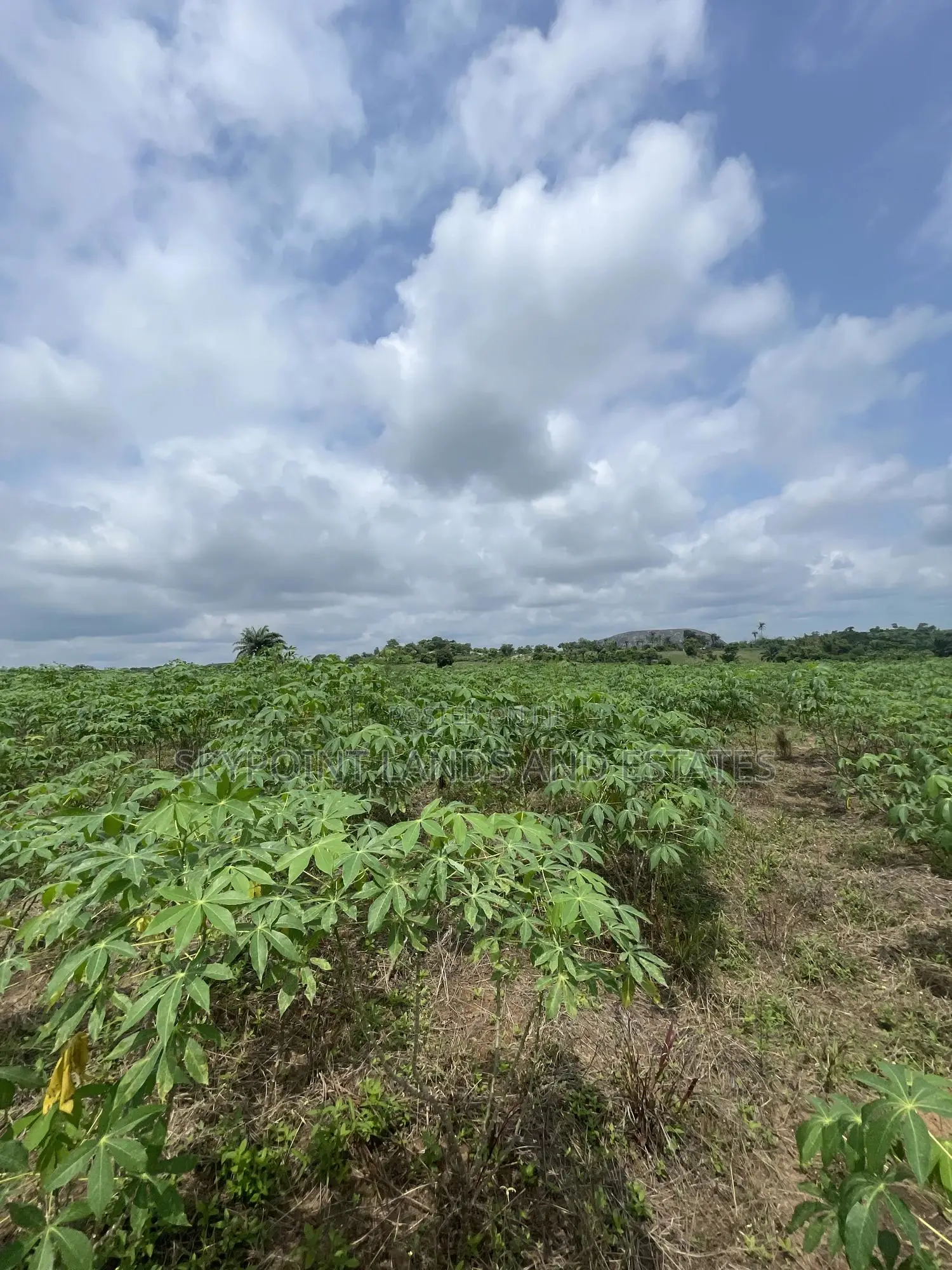 15 Acres of Farmland at Odo Ogun Iseyin in Iseyin