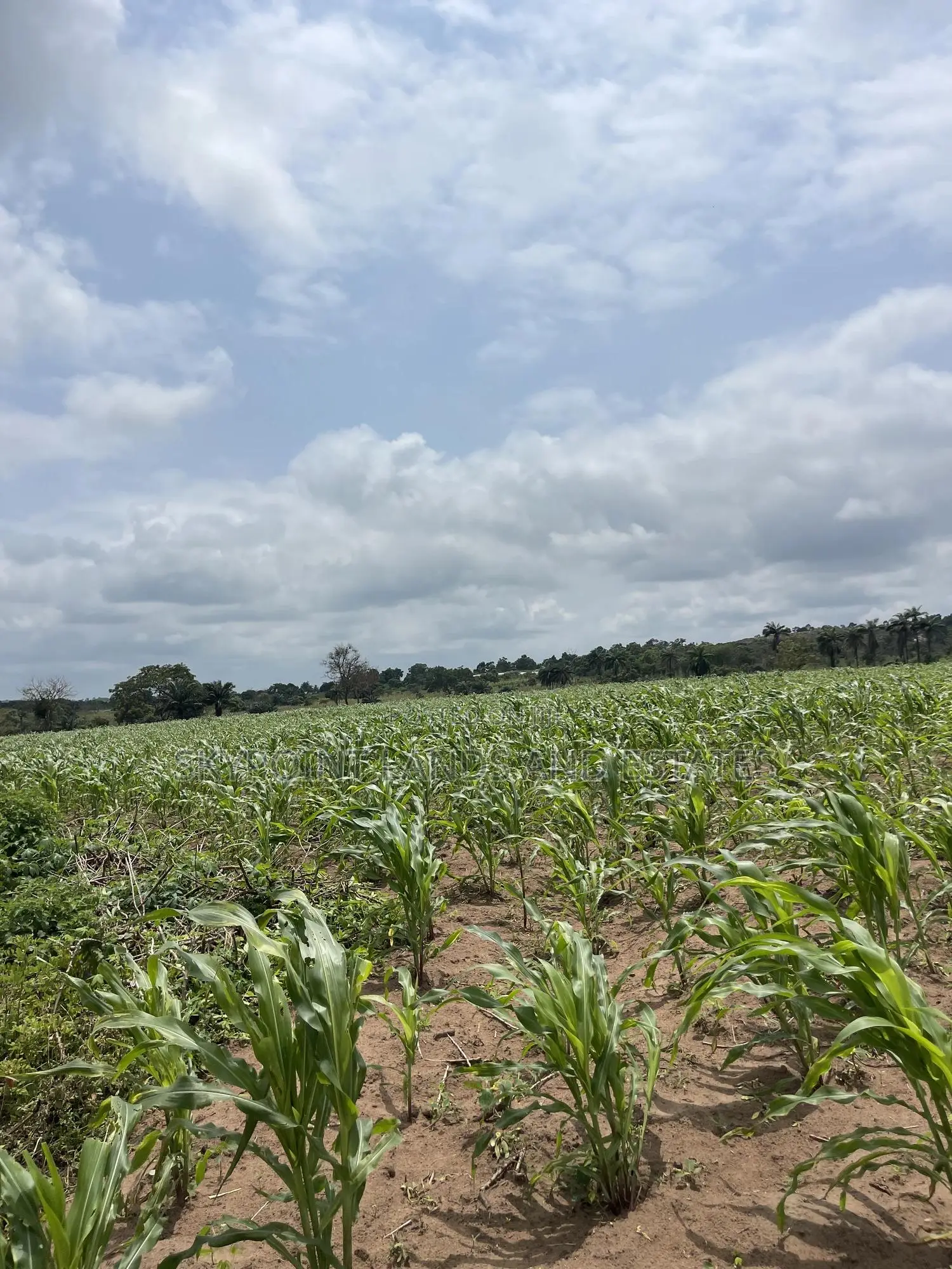 15 Acres of Farmland at Odo Ogun Iseyin in Iseyin