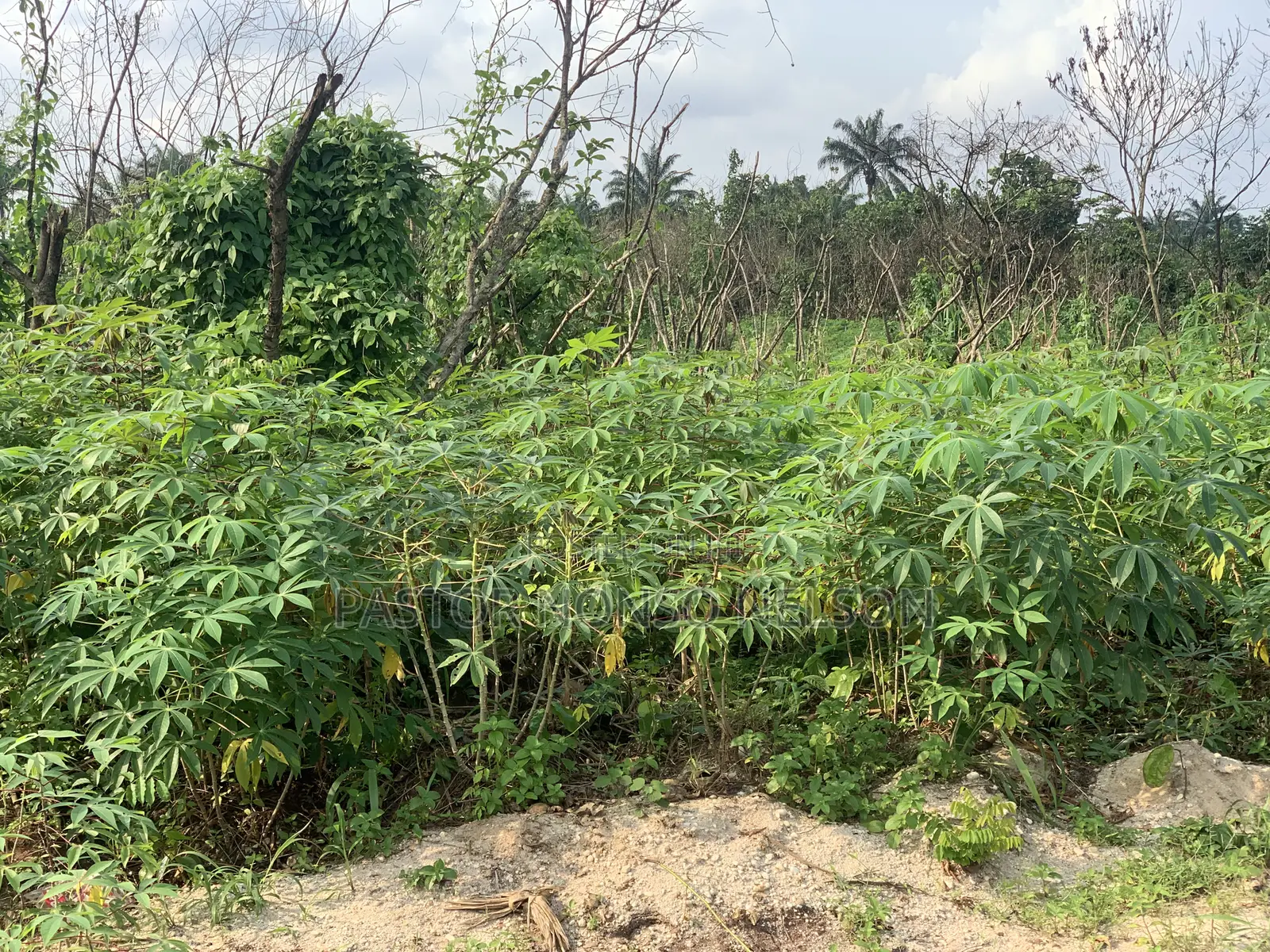6plots at Evang Ebuka Obi Area, Near Fancy Nancy Hotel Okpala in Ngor-Okpala