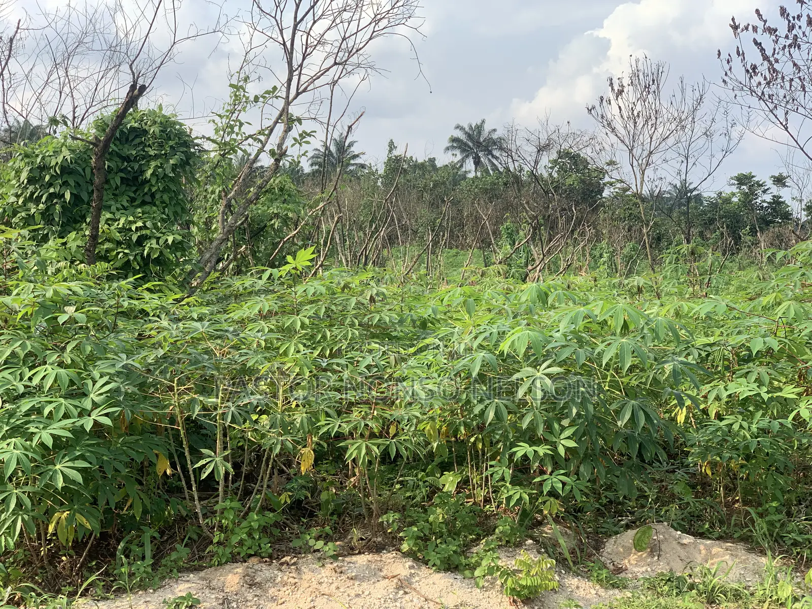 6plots at Evang Ebuka Obi Area, Near Fancy Nancy Hotel Okpala in Ngor-Okpala