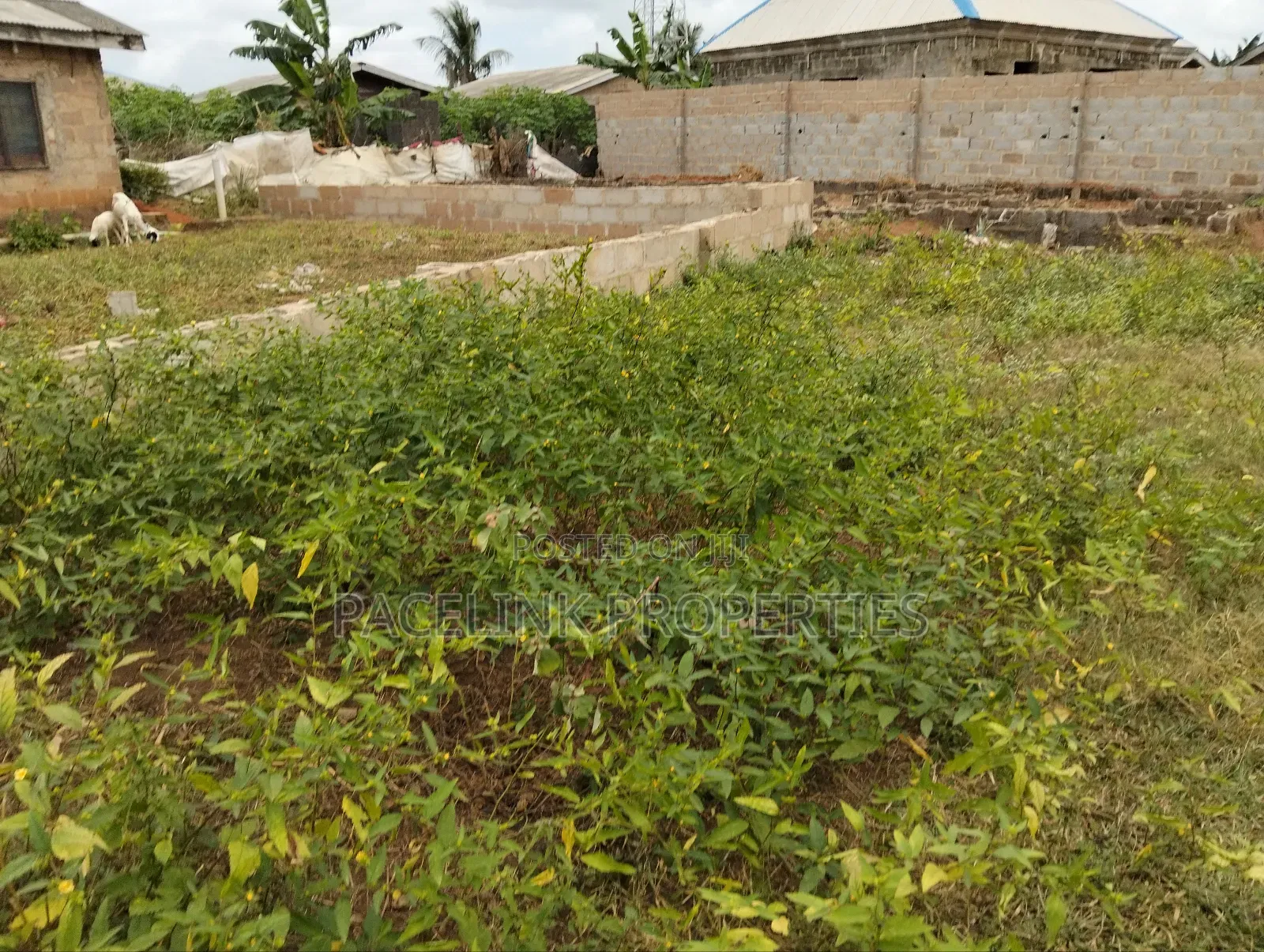 Half Plot of Land in a Very Decent Area in Ayobo