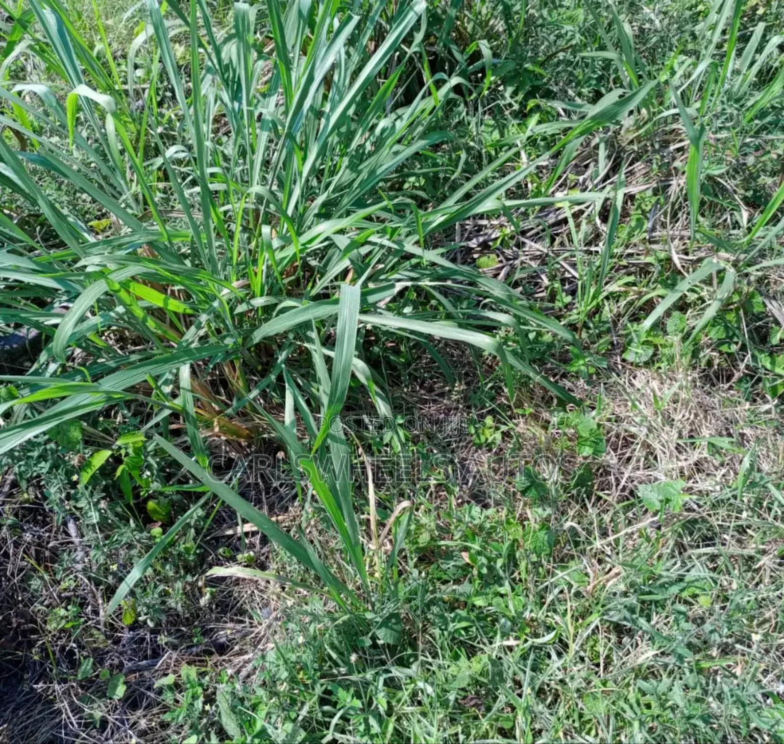 500qm Plots of Land in Amber Court Estate Epe. in Epe