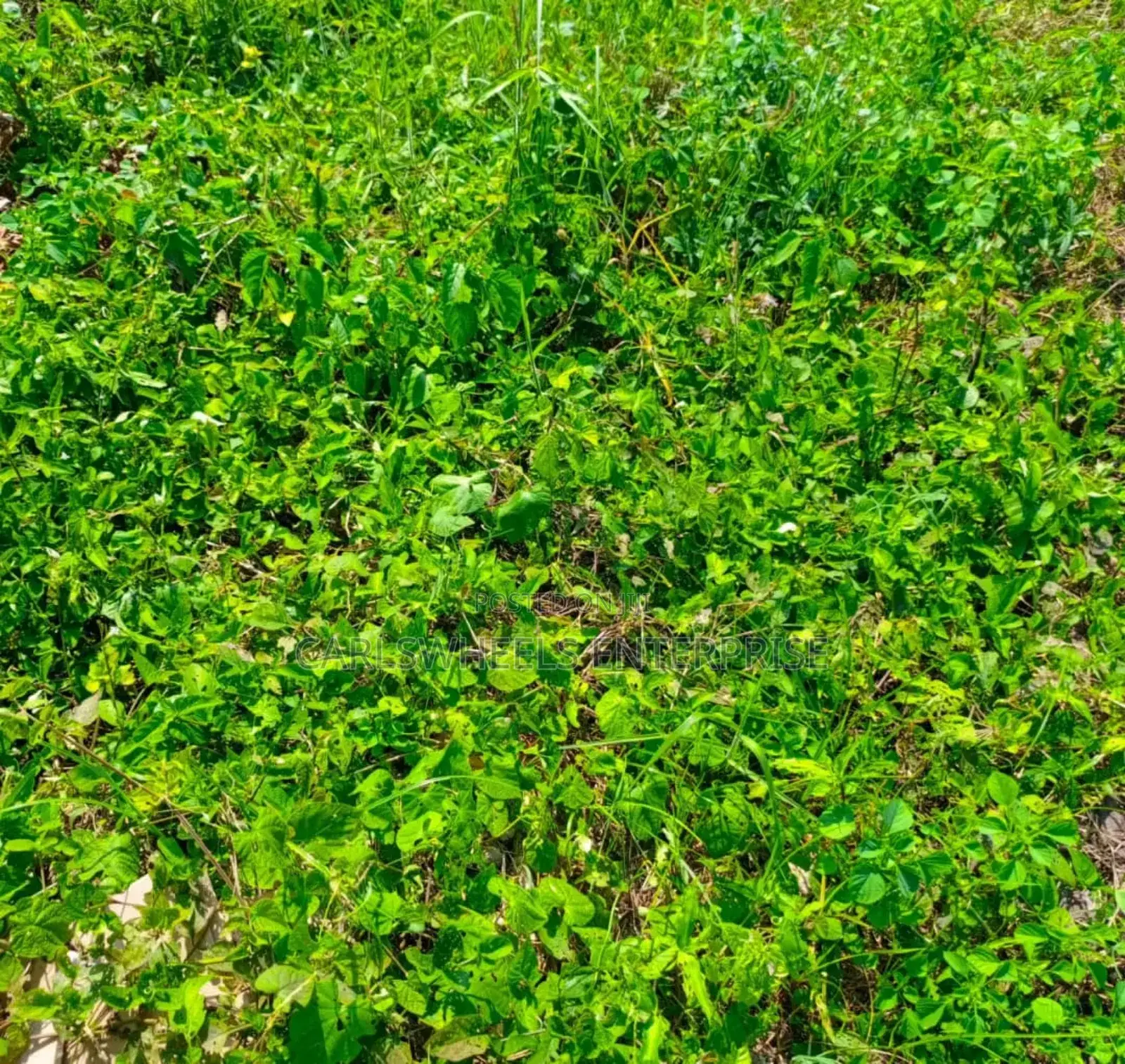 500sqm Size Plots of Land in Dangote Refinery Facingthe Road in Ibeju