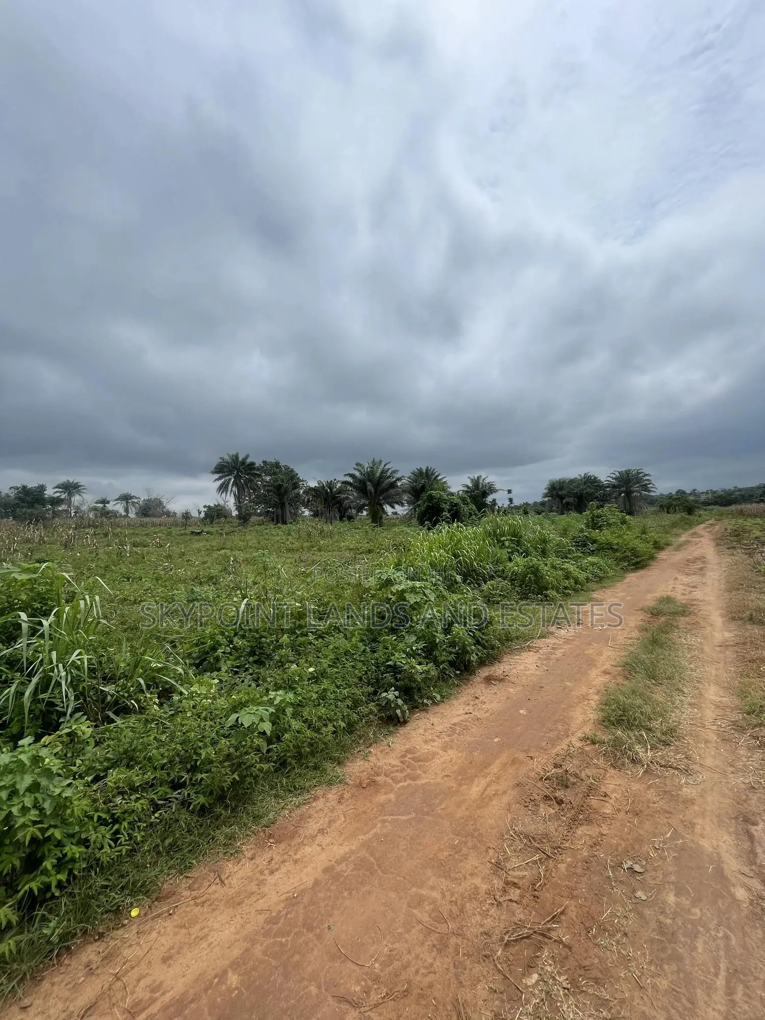 200 Acres Acres at Ipapo, Itesiwaju Lga in Oyo
