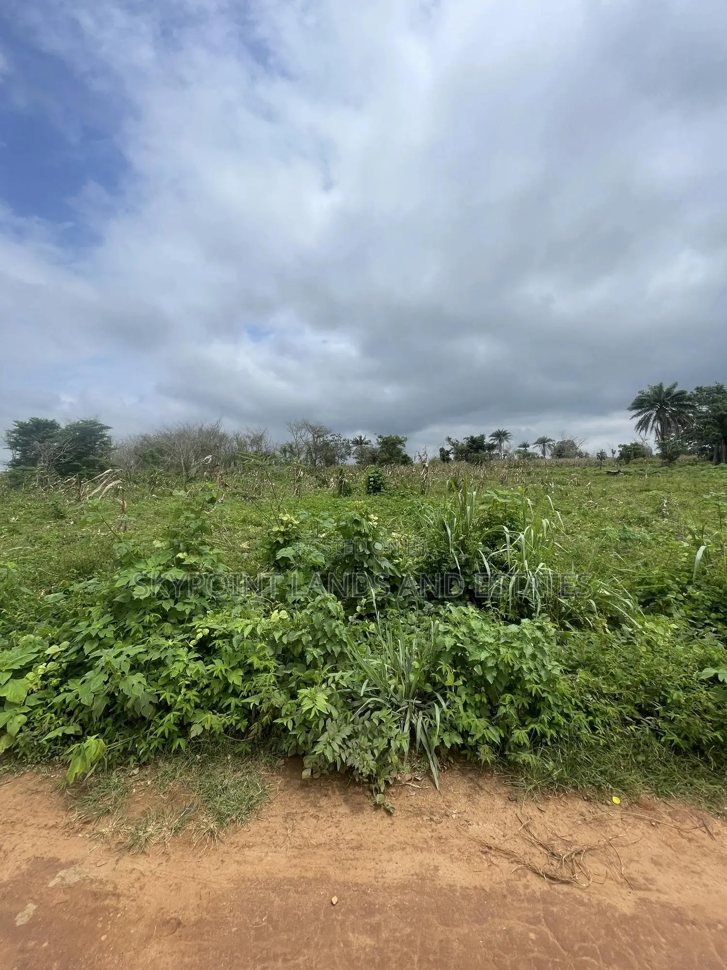 200 Acres Acres at Ipapo, Itesiwaju Lga in Oyo