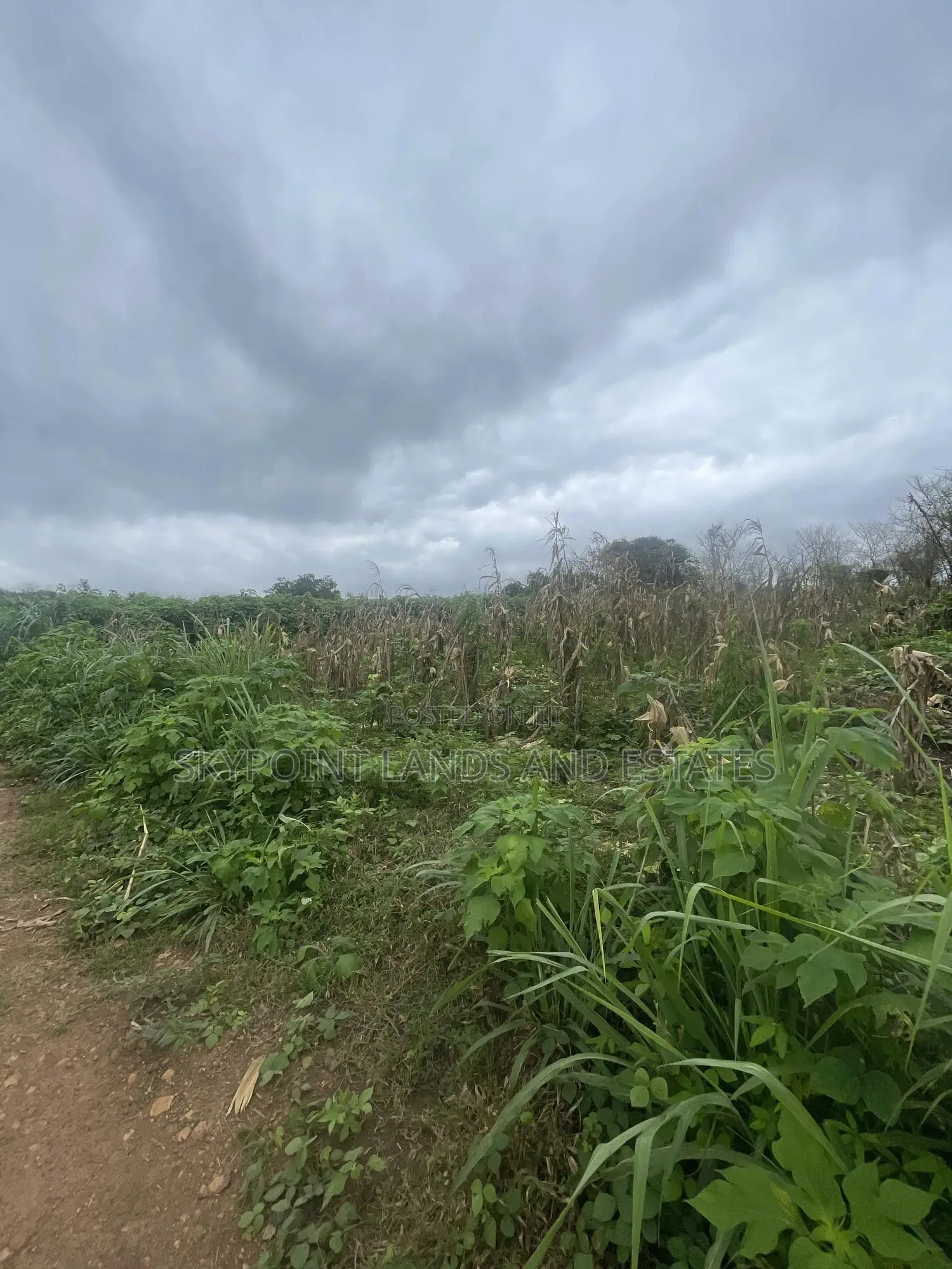 60 Acres of Farmland at Otu Itesiwaju LGA in Itesiwaju
