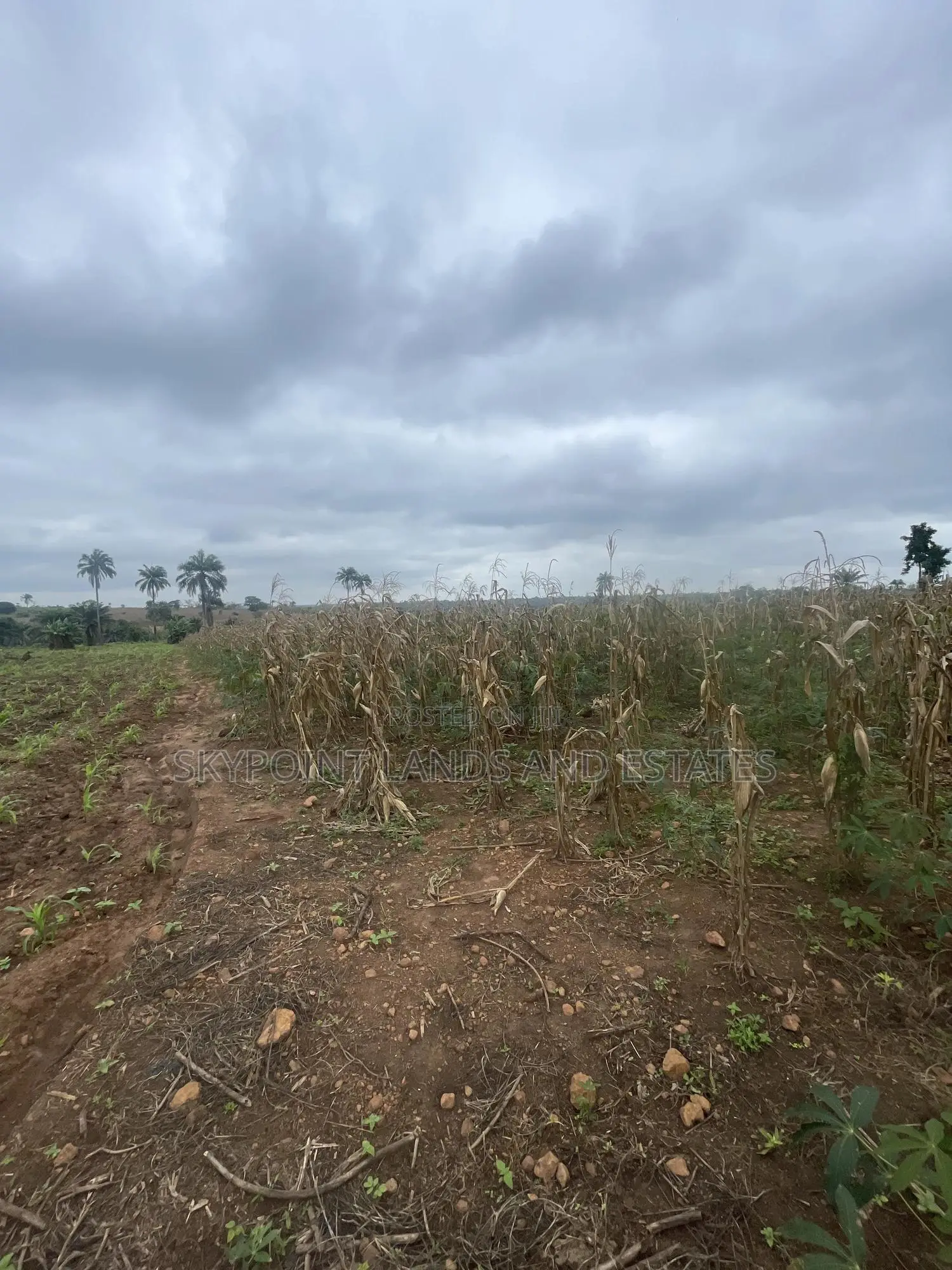 60 Acres of Farmland at Otu Itesiwaju LGA in Itesiwaju