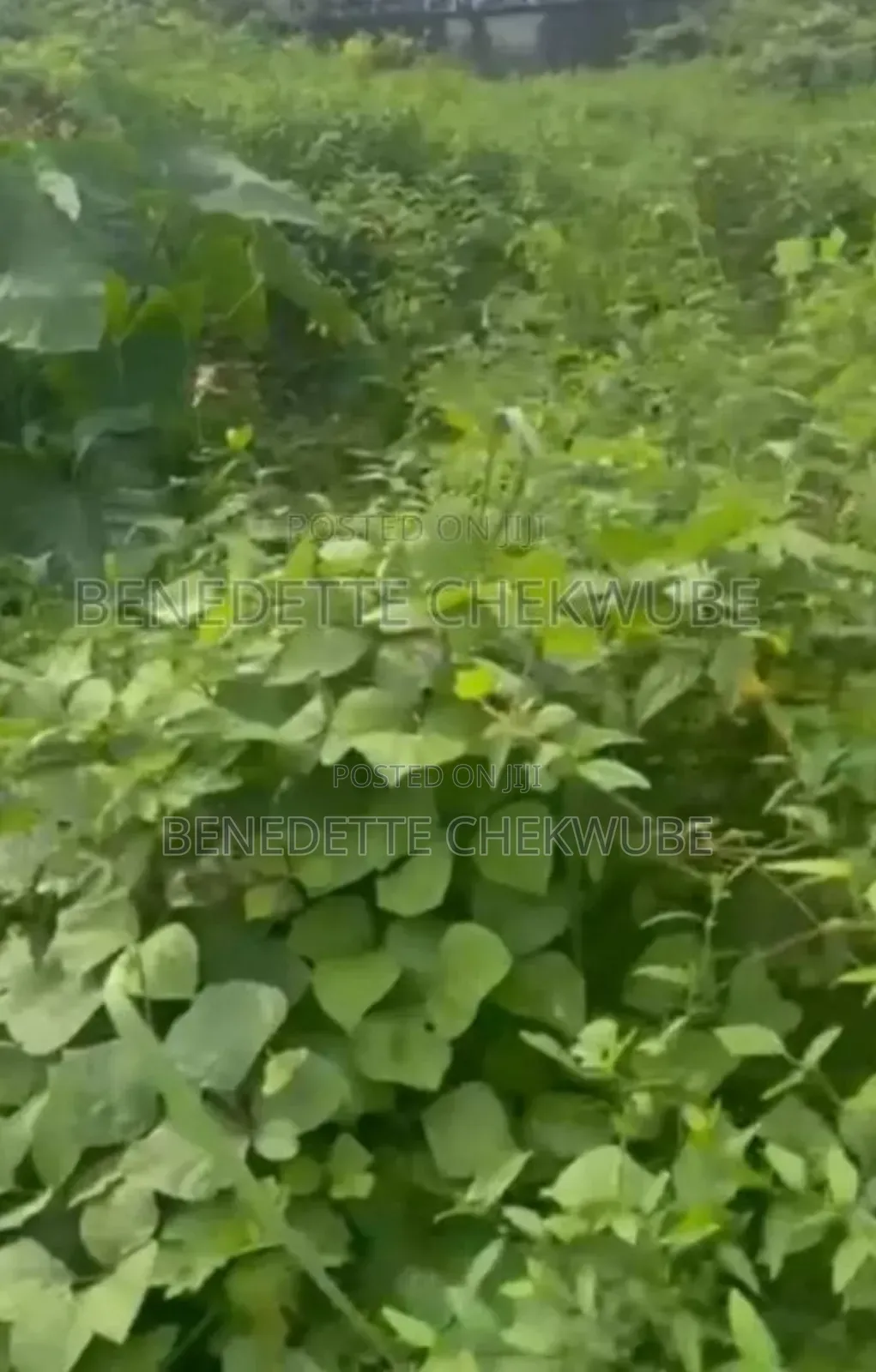 Land for Sale: in Port-Harcourt