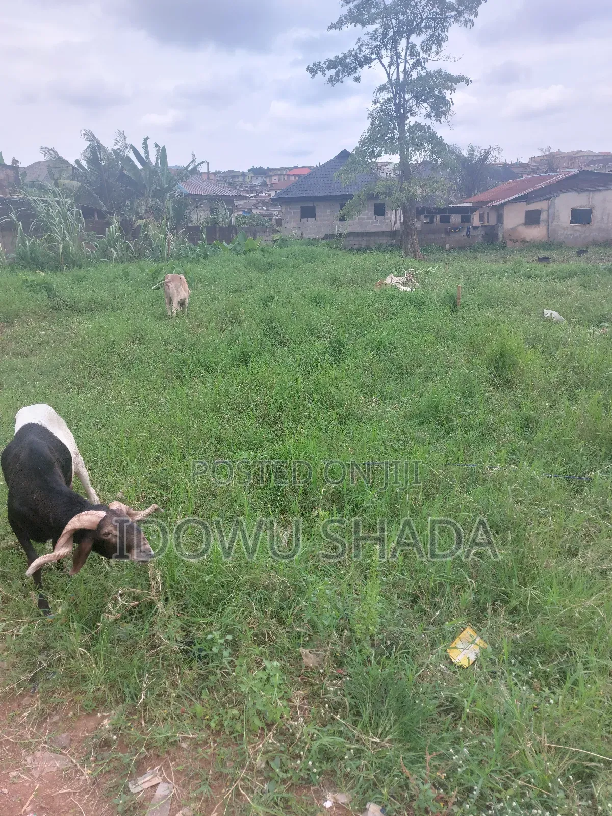 Plots of Land Measuring 600 SQM in Ifo Coker Ogun State in Ifo