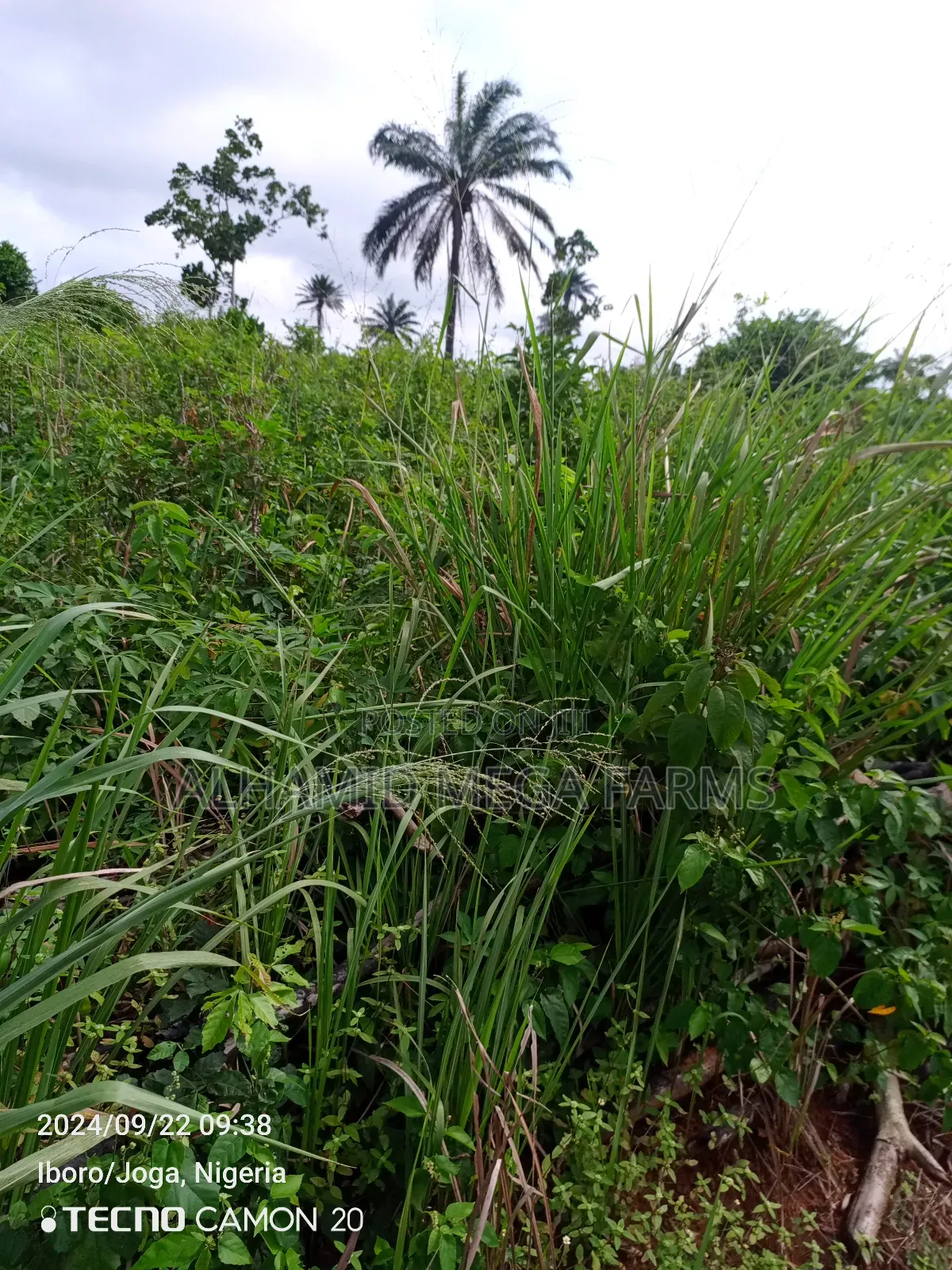 300 Acres of Farmland for Sale at 350,000 Per Acre in Odeda