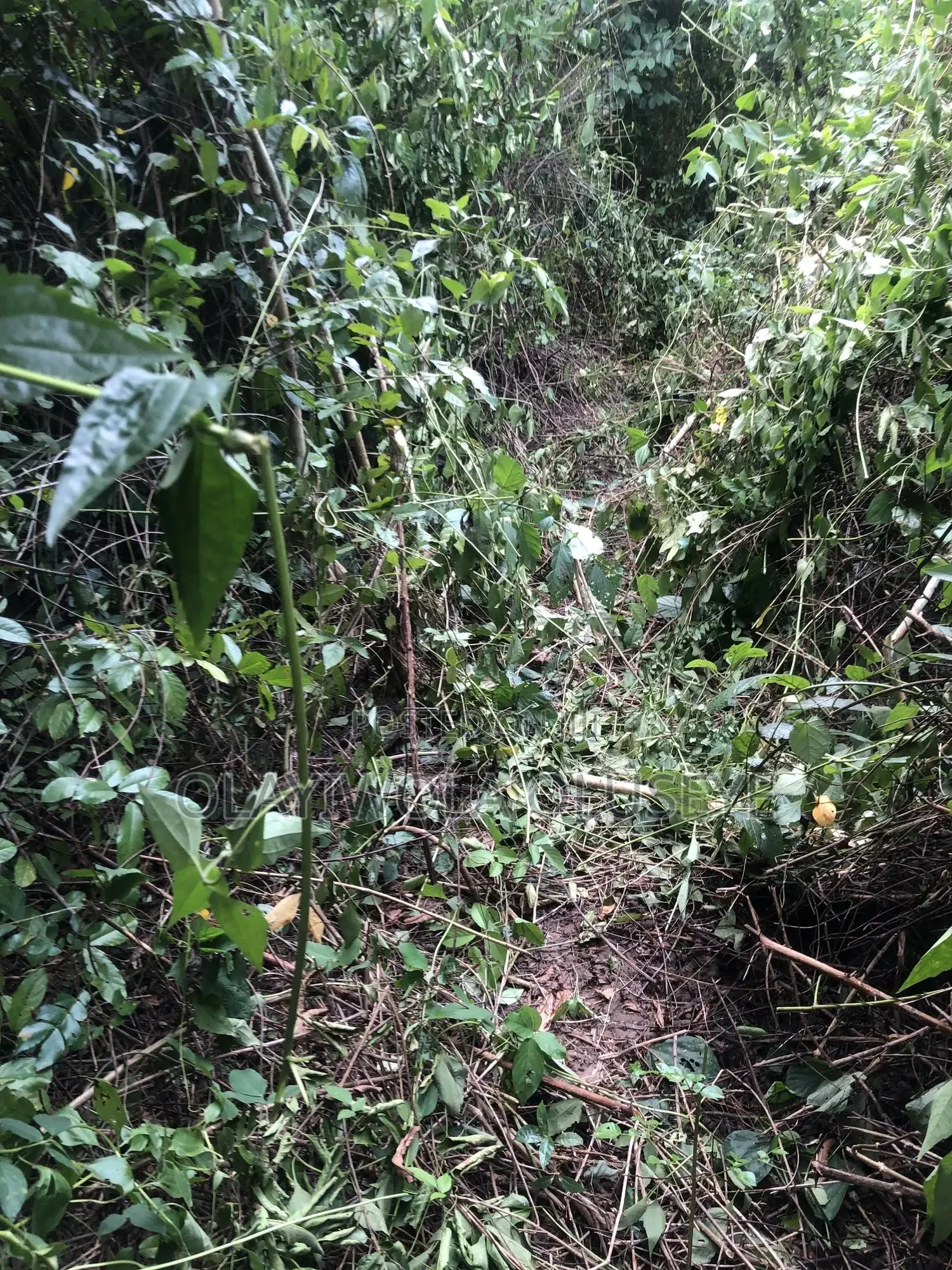Agriculture Farmland in Ogun State , Nigeria for Sale in Obafemi-Owode