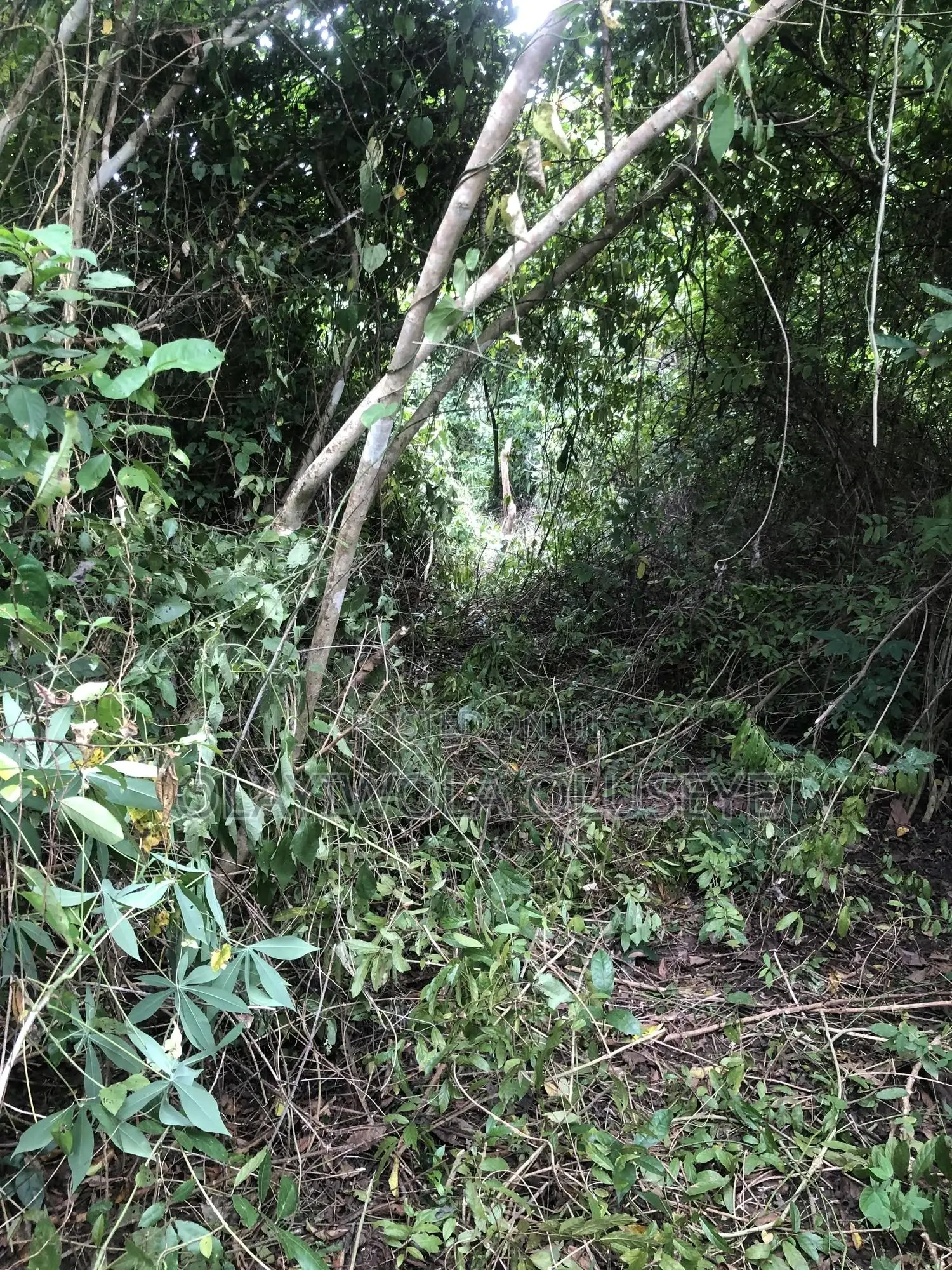 Agriculture Farmland in Ogun State , Nigeria for Sale in Obafemi-Owode