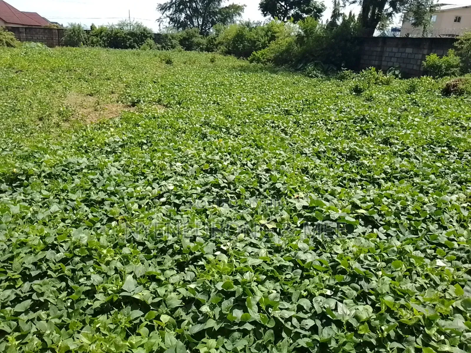 2000sqm. Land for Sale in Karu