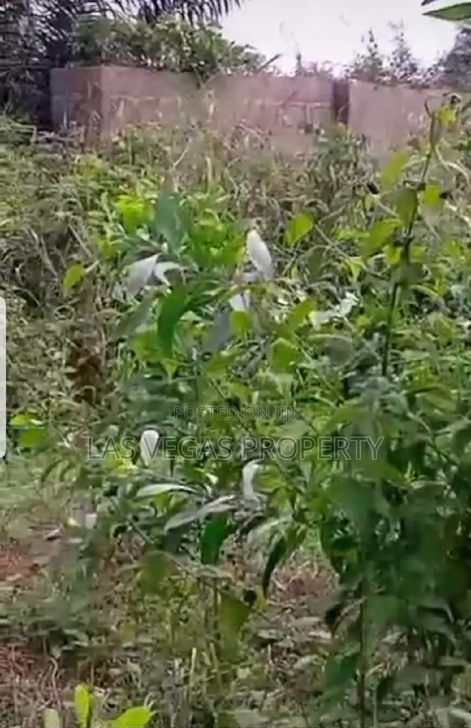 13 Plots of Land Along Imo Airport Road Owerri Imo State in Owerri