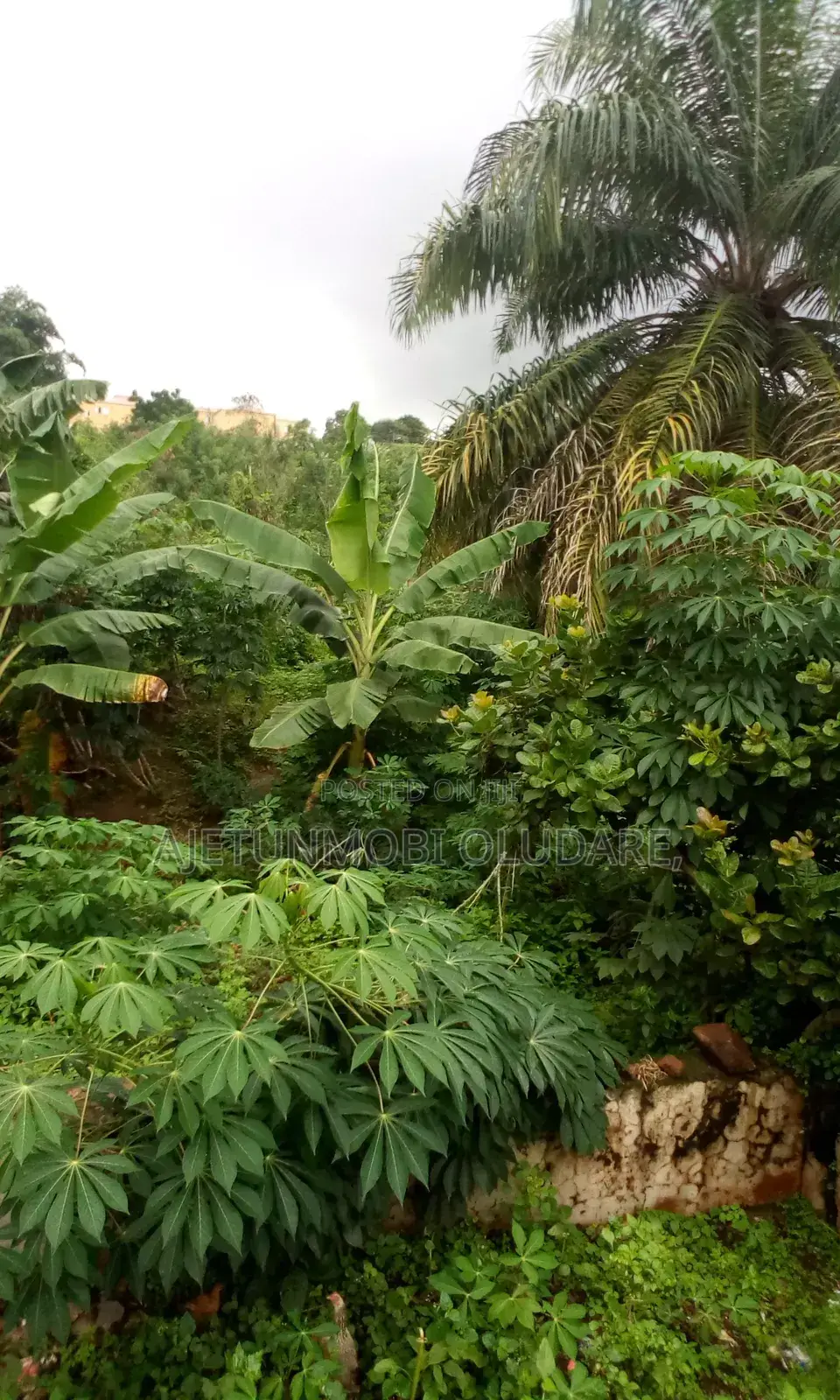 For Sale 60 Plot of Farmland at Ikere Ekiti in Ado Ekiti