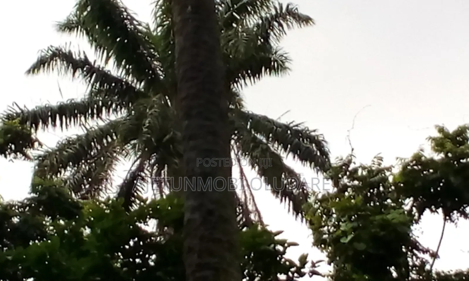 Land for Sale at Imojo Ekiti, OYE. LGA in Oye