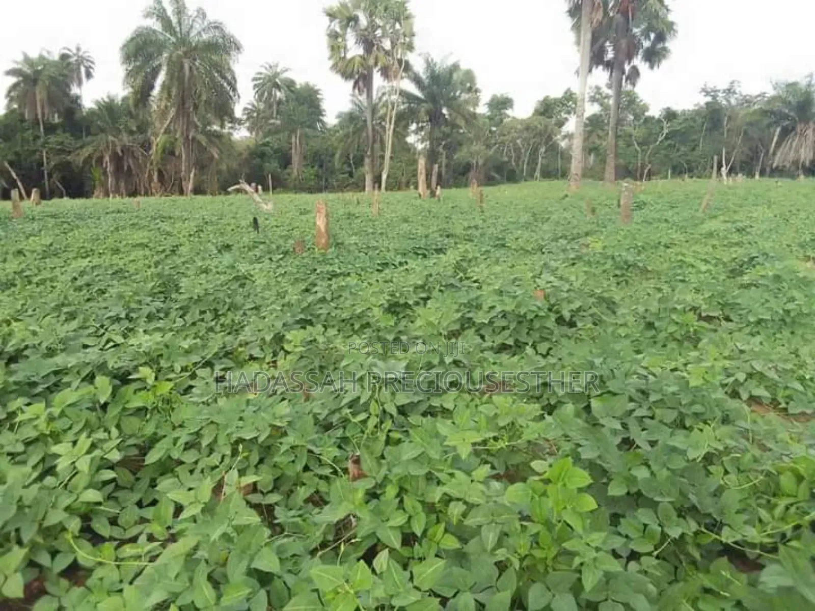 Hectares Of Lands For Sale In Uyo, Akwa Ibom State in Uyo