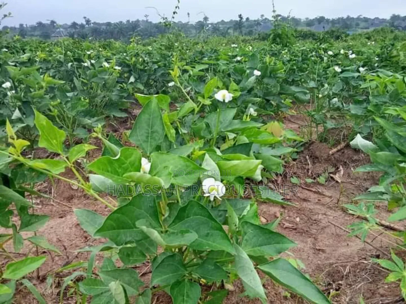 Hectares Of Lands For Sale In Uyo, Akwa Ibom State in Uyo