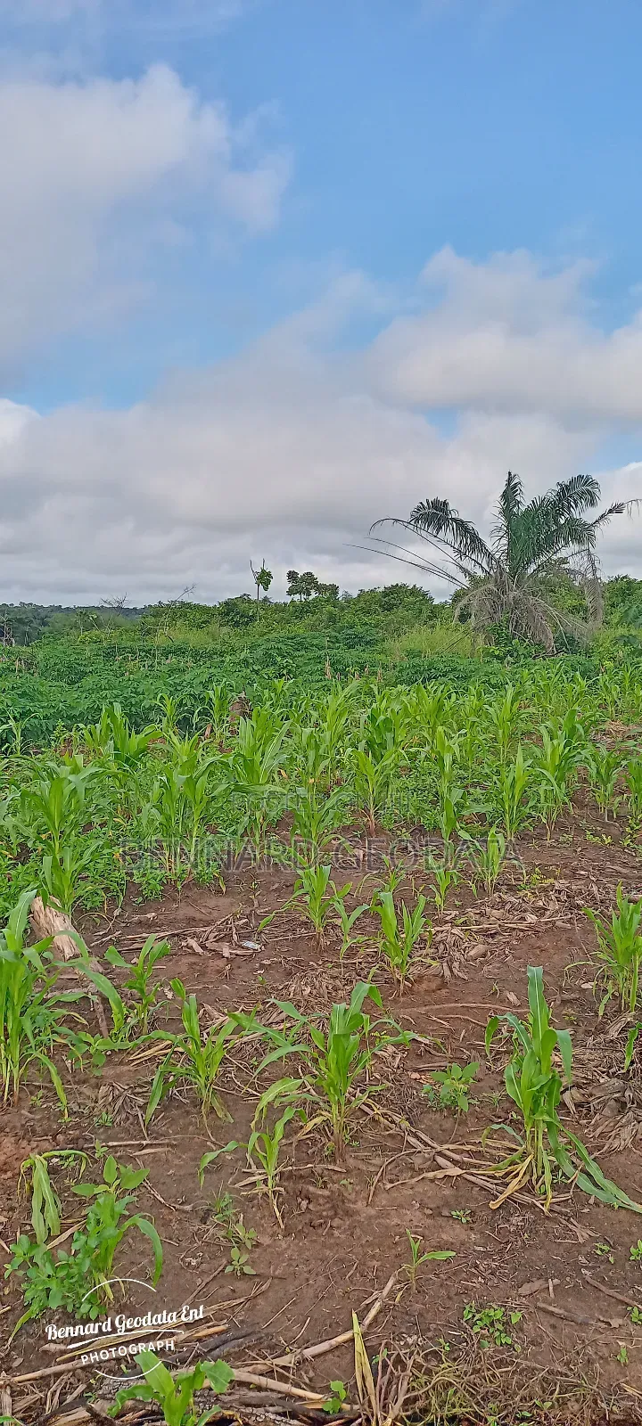 Arable Farmland for Sale in Ewekoro