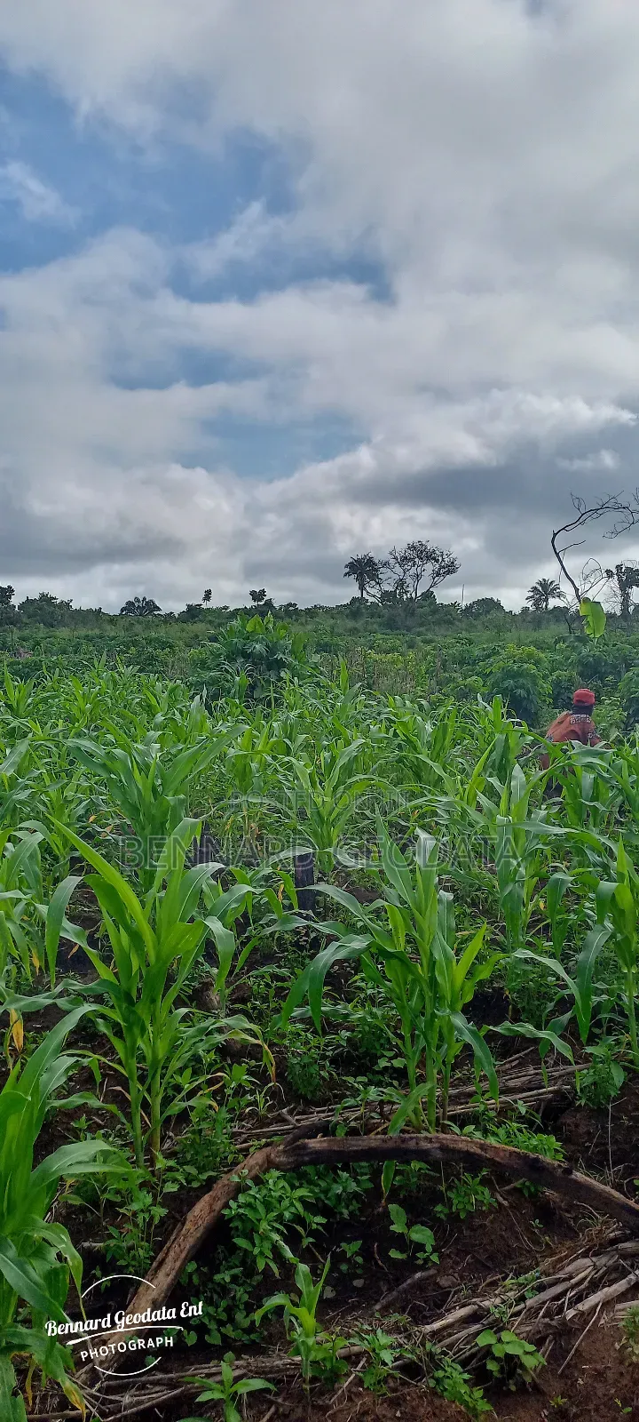 Arable Farmland for Sale in Ewekoro