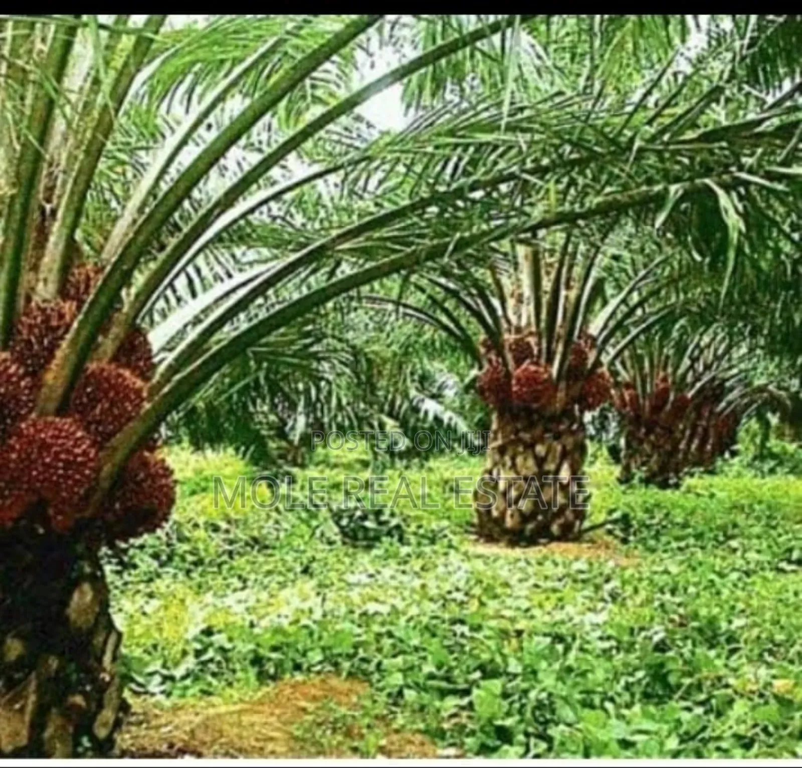 60 Acres of Palm Tree Farm Odogbolu Express in Odogbolu