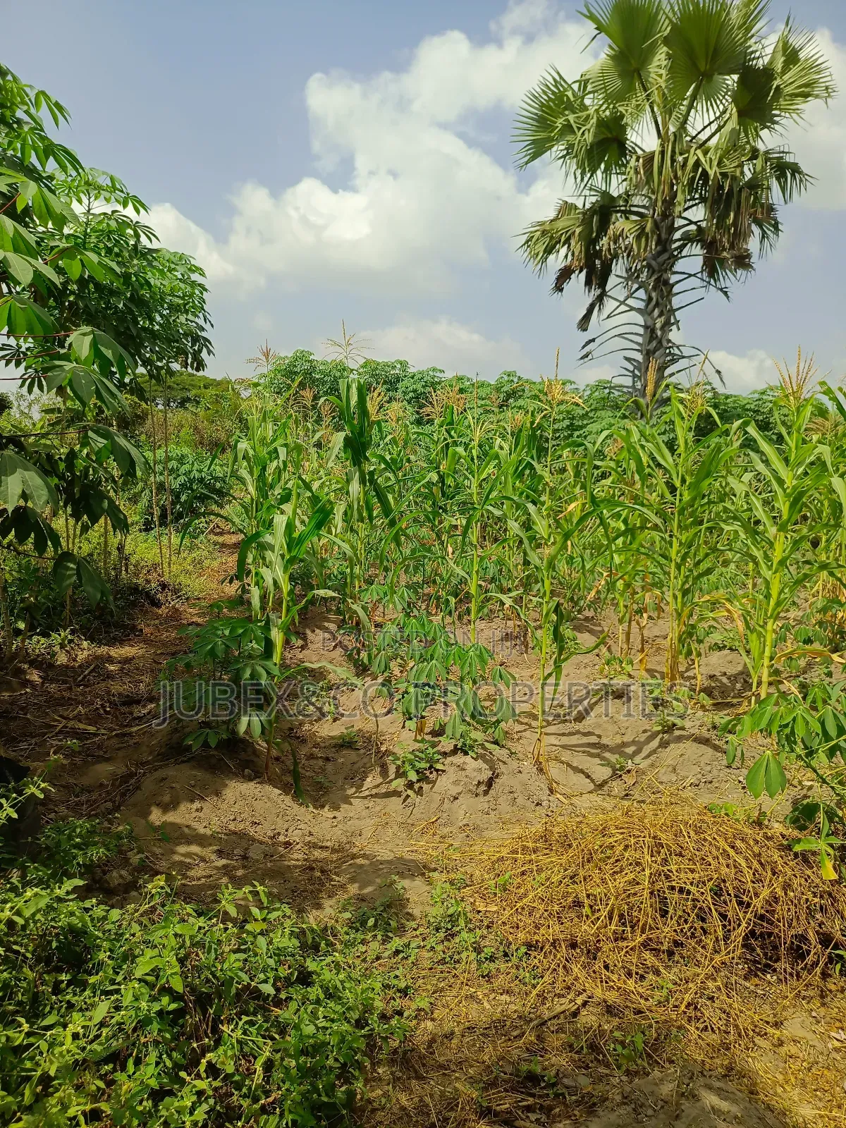Acres of Land at Iweke Ilaro Road in Ado-Odo/Ota