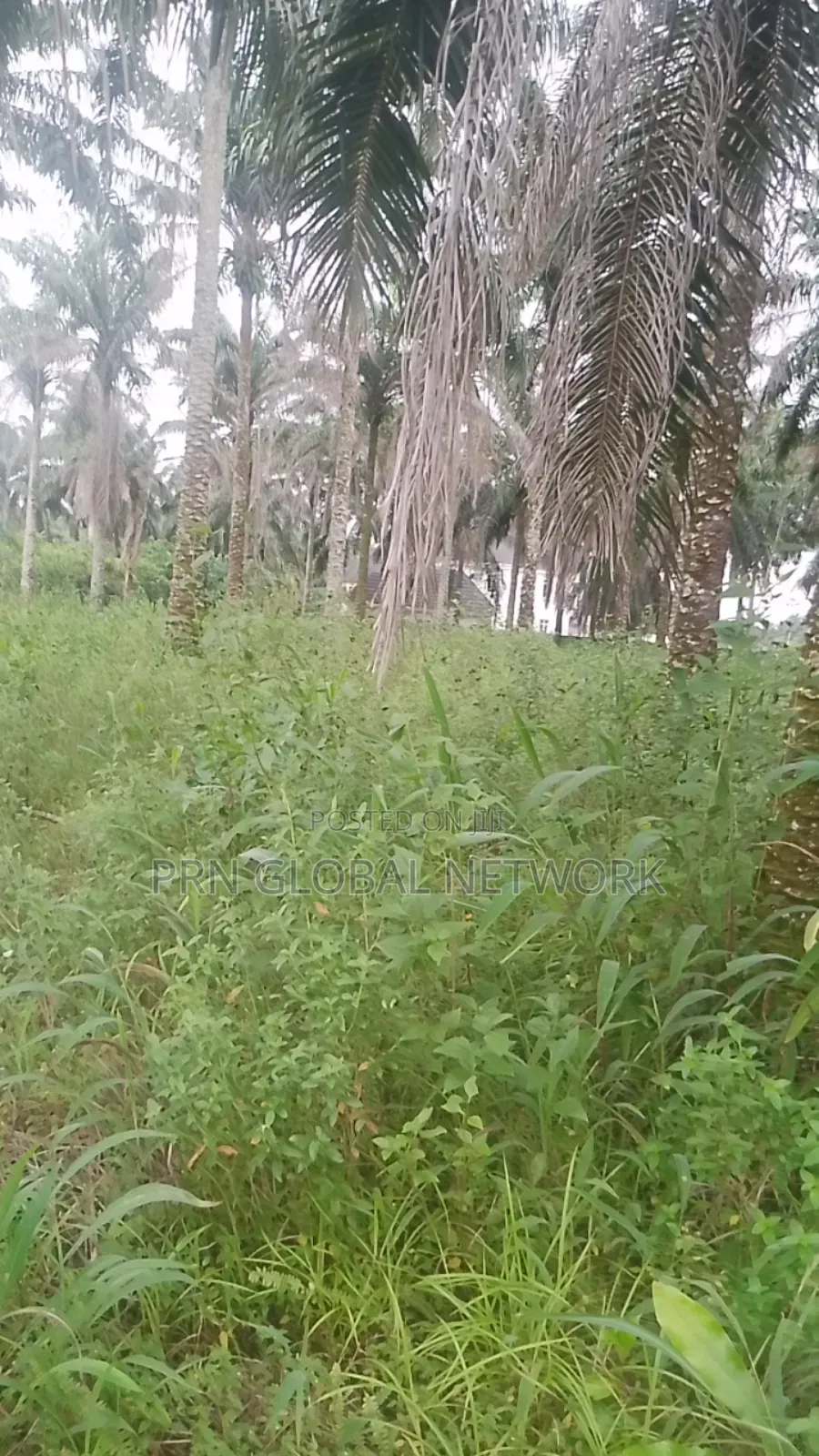 Farmland Available at Ngor Okpala in Ngor-Okpala